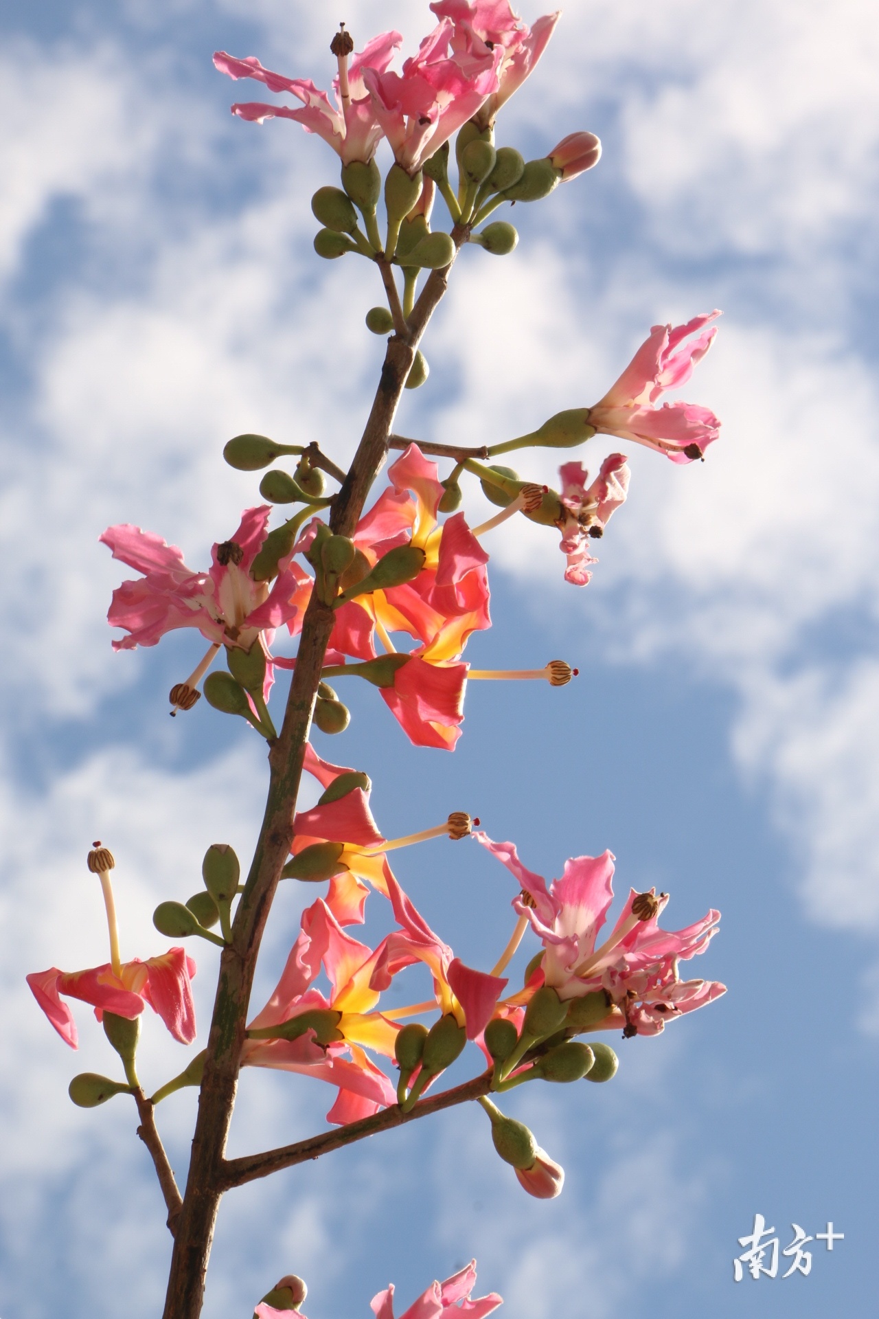 近日正值异木棉盛放的季节，樟木头不少道路都被粉色的美丽异木棉“包围”，满树缤纷、灿若云霞，把樟木头装扮得格外别致。