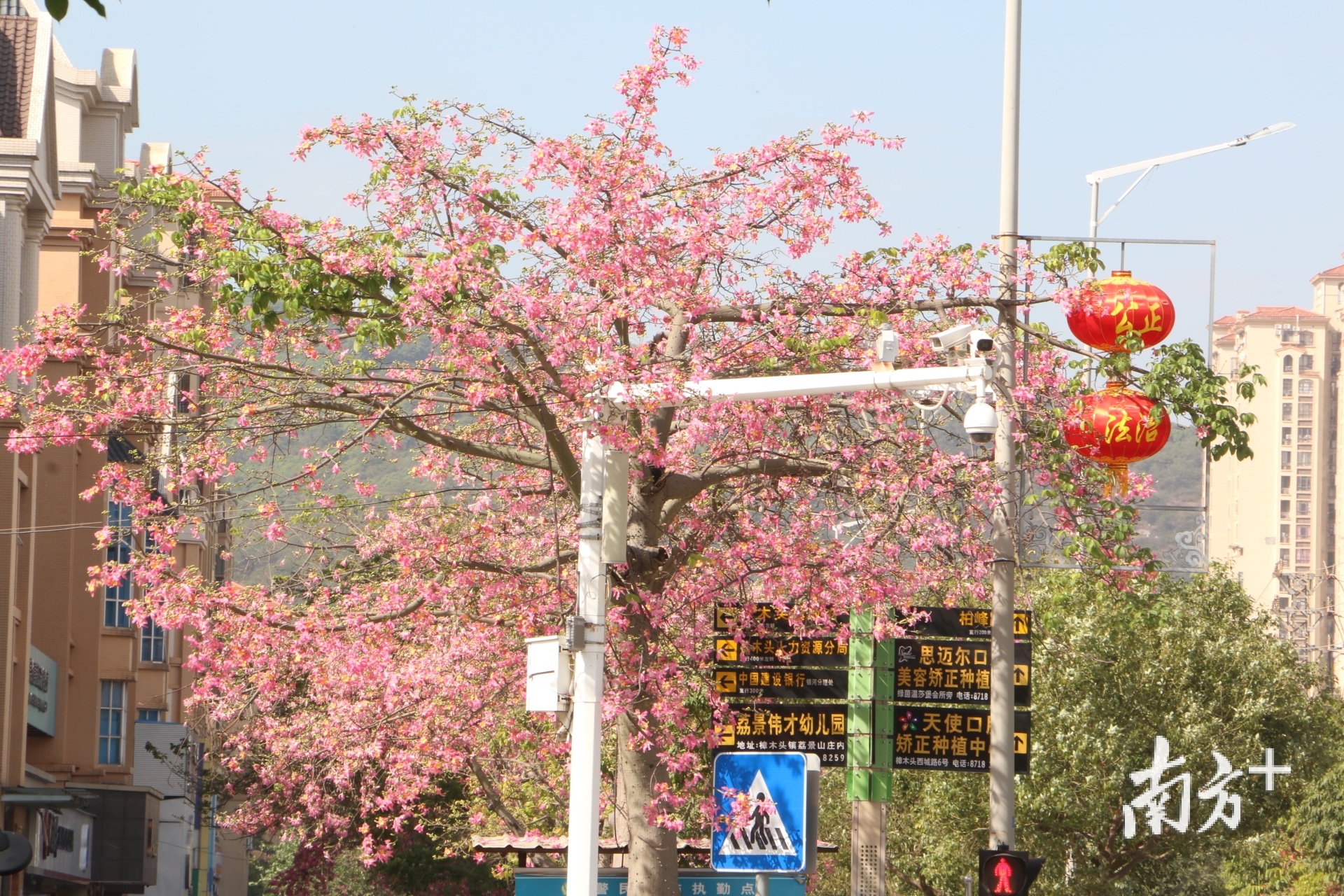 近日正值异木棉盛放的季节，樟木头不少道路都被粉色的美丽异木棉“包围”，满树缤纷、灿若云霞，把樟木头装扮得格外别致。