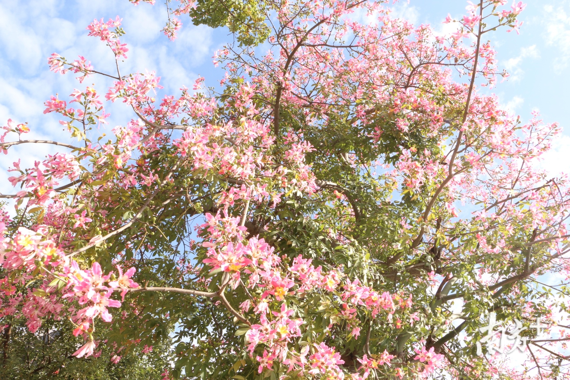 近日正值异木棉盛放的季节，樟木头不少道路都被粉色的美丽异木棉“包围”，满树缤纷、灿若云霞，把樟木头装扮得格外别致。