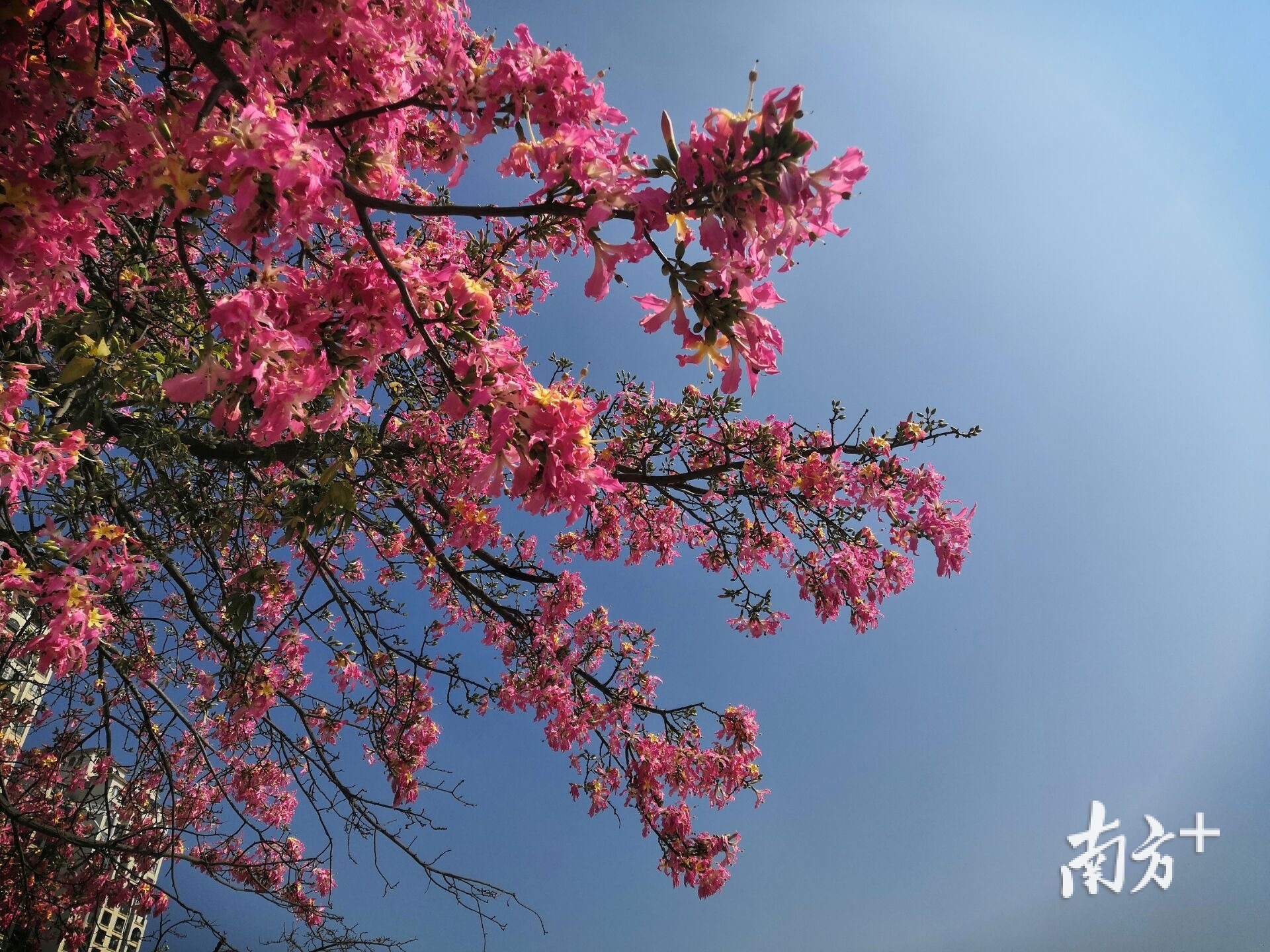 近日正值异木棉盛放的季节，樟木头不少道路都被粉色的美丽异木棉“包围”，满树缤纷、灿若云霞，把樟木头装扮得格外别致。
