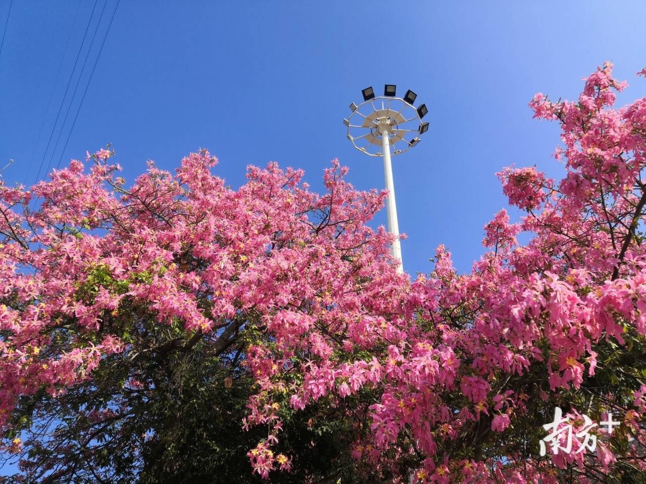 近日正值异木棉盛放的季节，樟木头不少道路都被粉色的美丽异木棉“包围”，满树缤纷、灿若云霞，把樟木头装扮得格外别致。
