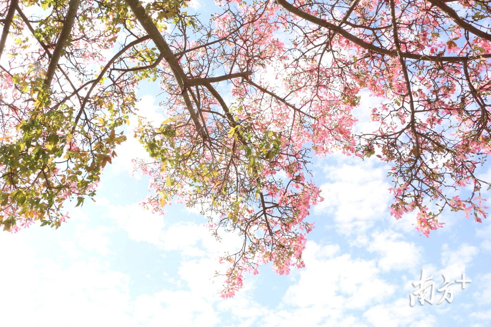 近日正值异木棉盛放的季节，樟木头不少道路都被粉色的美丽异木棉“包围”，满树缤纷、灿若云霞，把樟木头装扮得格外别致。