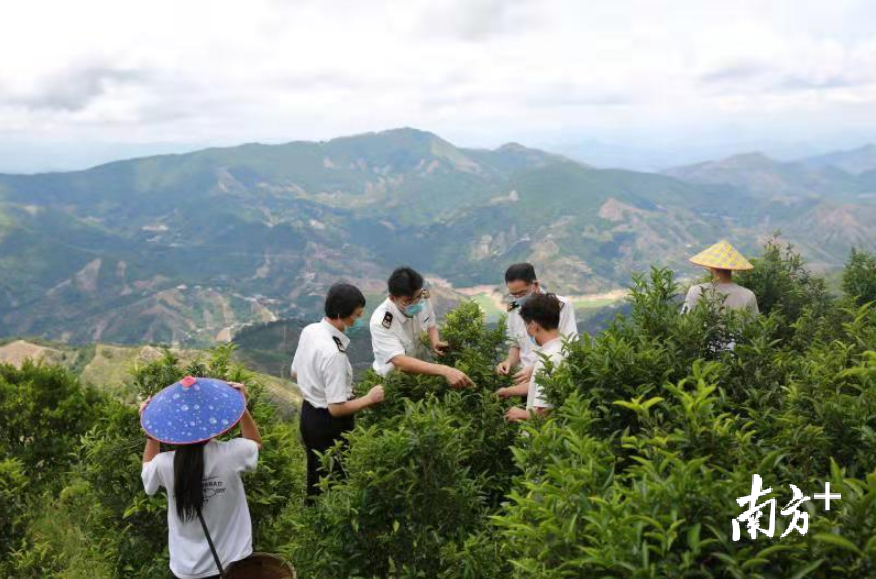 潮州海关对出口茶叶备案基地实施日常监管。