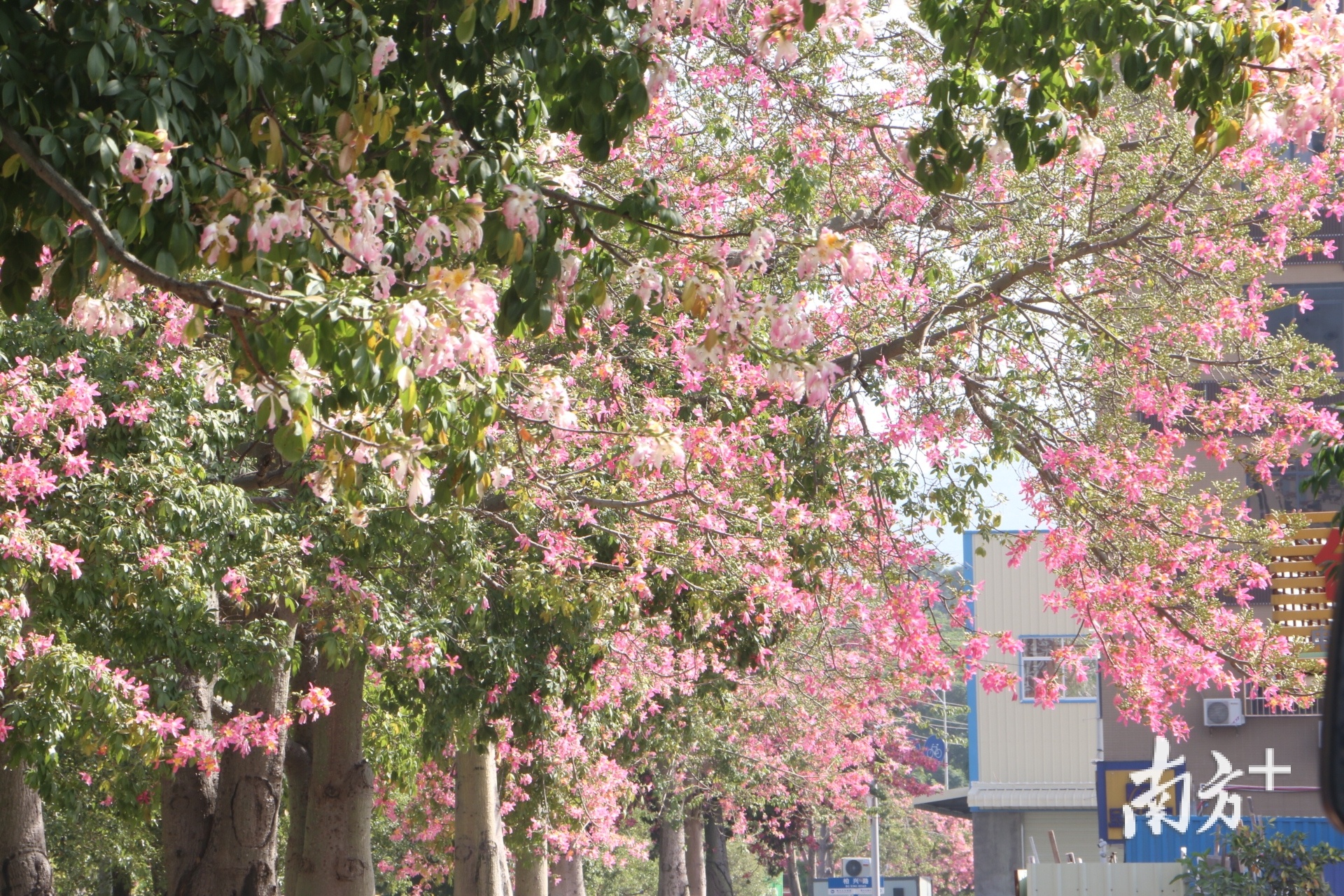 近日正值异木棉盛放的季节，樟木头不少道路都被粉色的美丽异木棉“包围”，满树缤纷、灿若云霞，把樟木头装扮得格外别致。