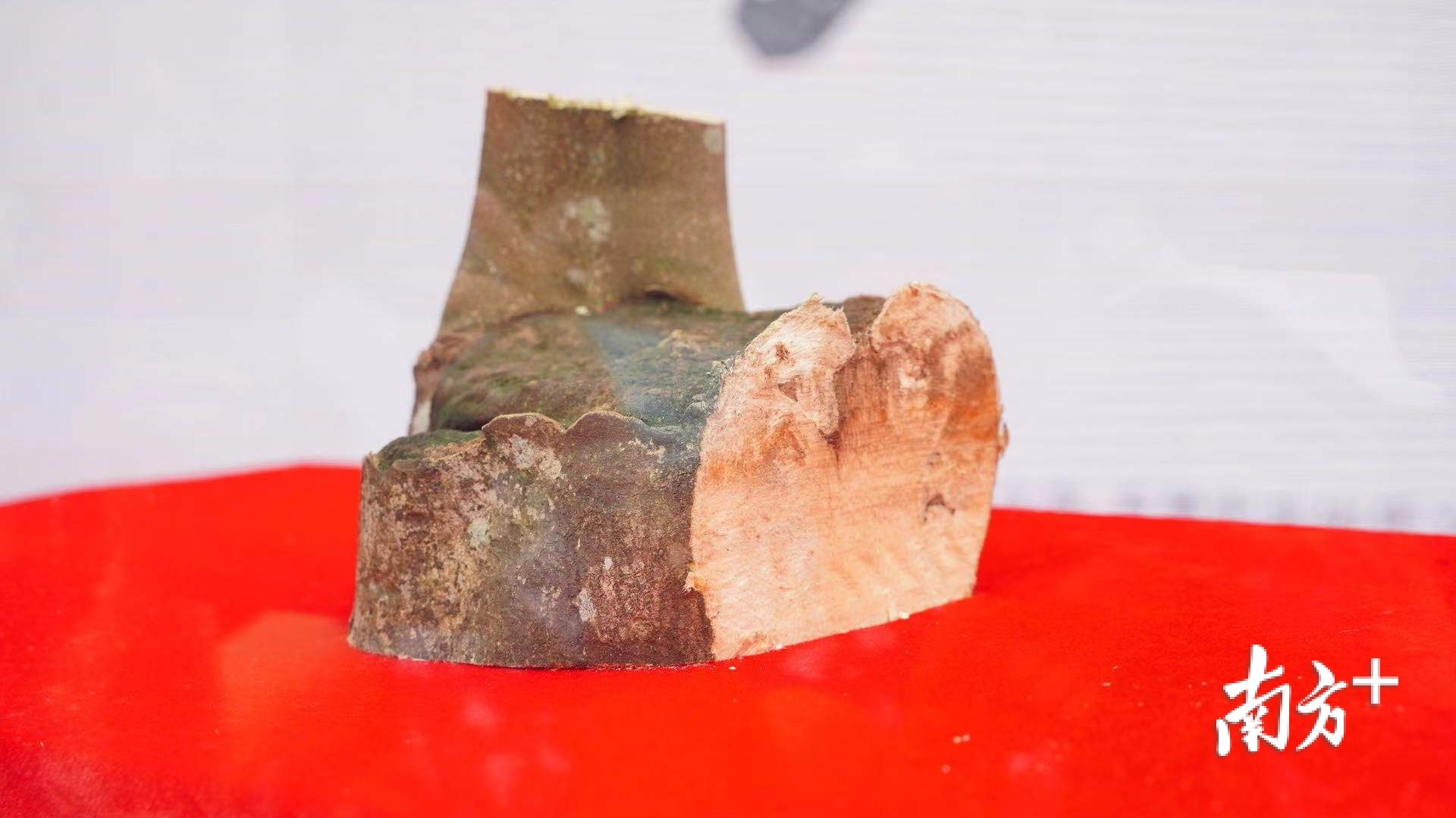 莞香传承又创新!非遗墟市+电商首次亮相东莞香典