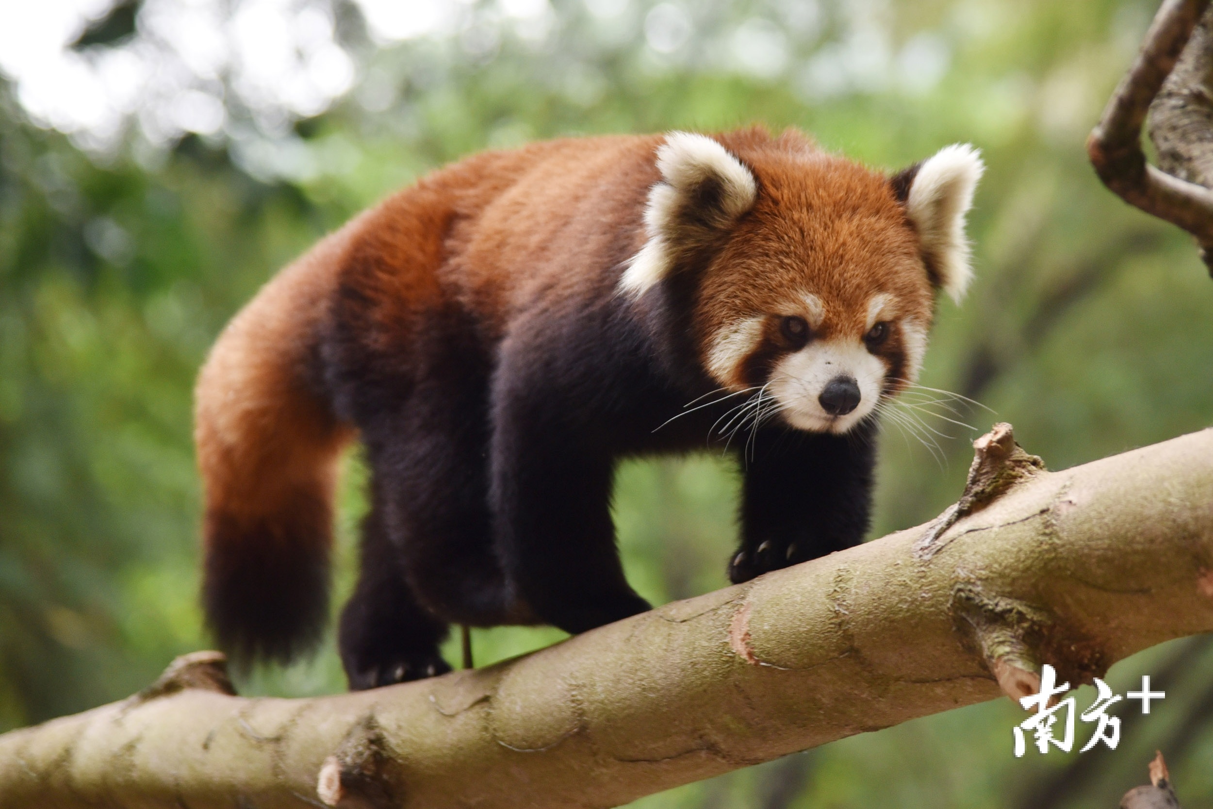 四只小熊猫安家深圳萌萌哒等你来参观