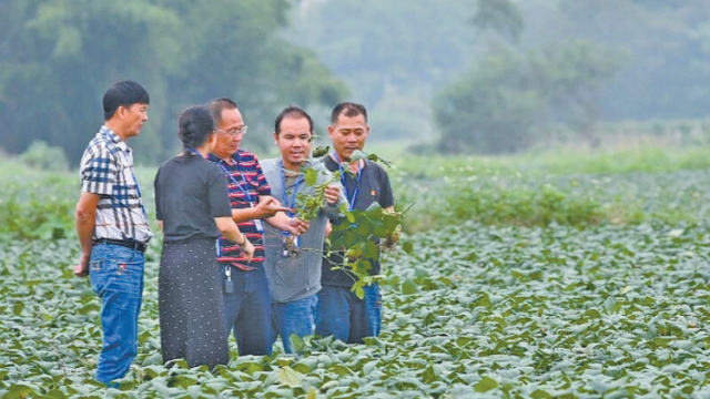 村民小组长将有考核评议也设绩效激励，电白新制度剑指基层治理共性问题