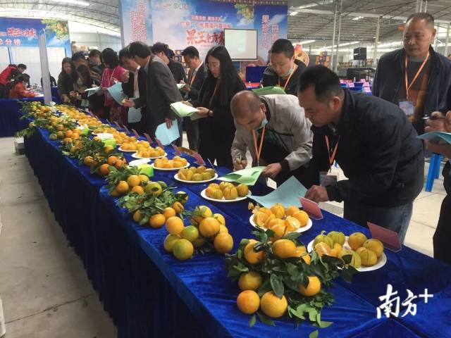 专家评审和大众评审对参赛贡柑的果形、果色、果面、果肉、果味进行评分