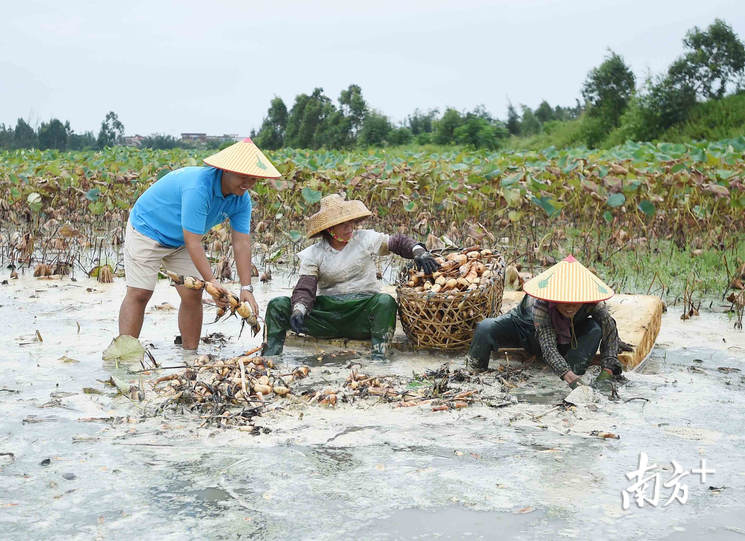 湛江市坡头区三片村:脱贫攻坚无独有"藕" 小康路上"薯"你最甜
