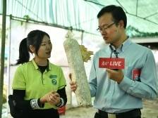 秀珍菇、金福菇、鸡腿菇，来鹏鹄，“佛味鲜生”品蘑菇宴