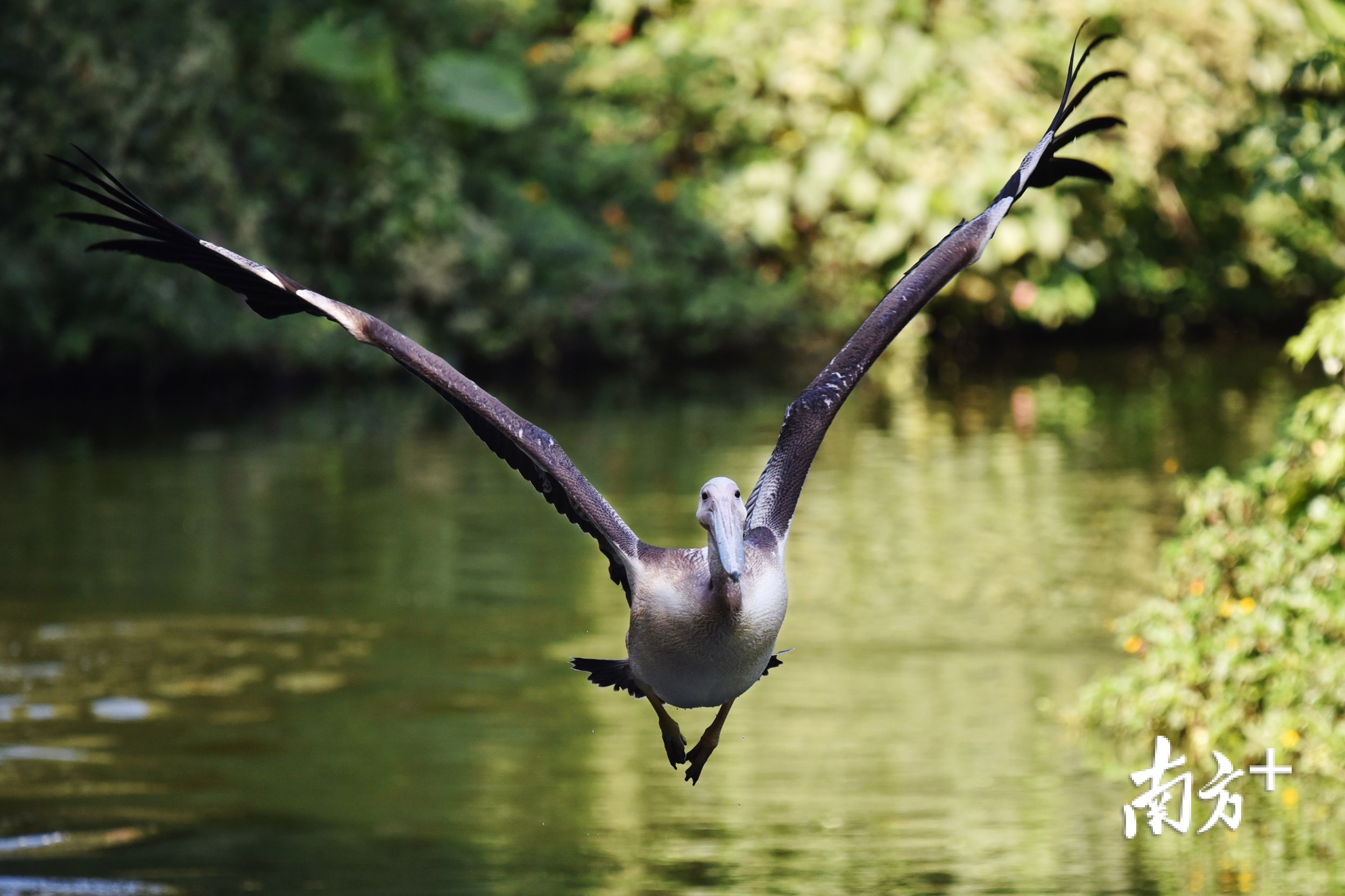 动物园饲养员介绍,白鹈鹕是大型水禽,由于身体重,在水面无法原地起飞