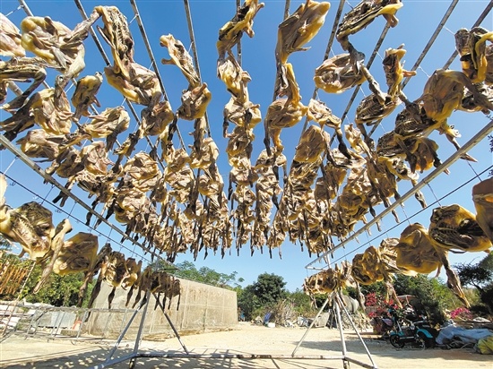 在高塘村腊鸭晒场，500多只腊鸭悬挂在竹架上，整齐有序，蔚为壮观。 张安怡 摄