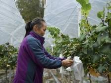 “智”力引进来，韶关沈南村贫困户人均收入3年翻两番|省级智囊扶贫记