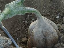 “佛味鲜生”遇到合水粉葛，找寻药食同源的秘密