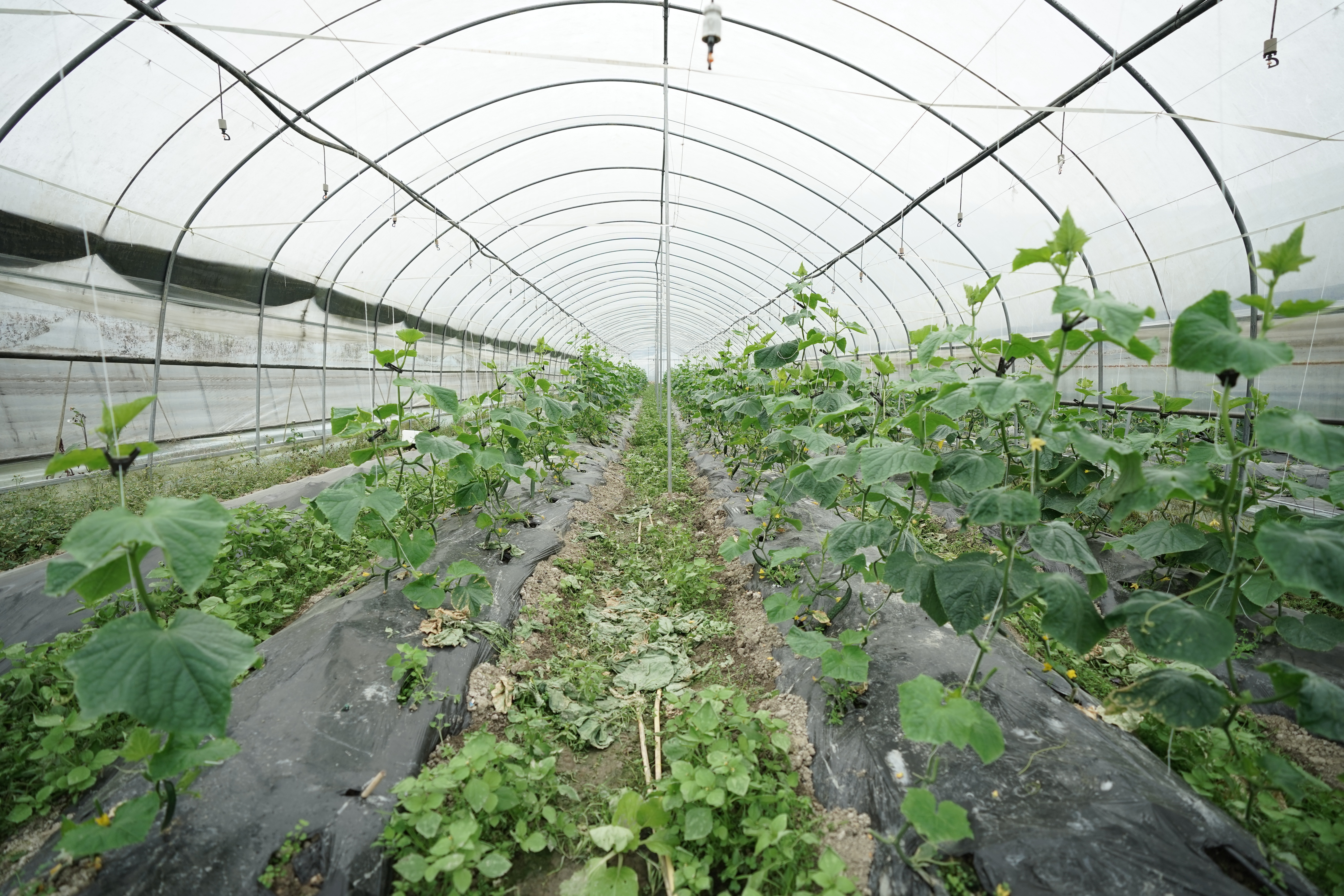 龙里县湾滩河镇蔬菜大棚。刘伟拍摄