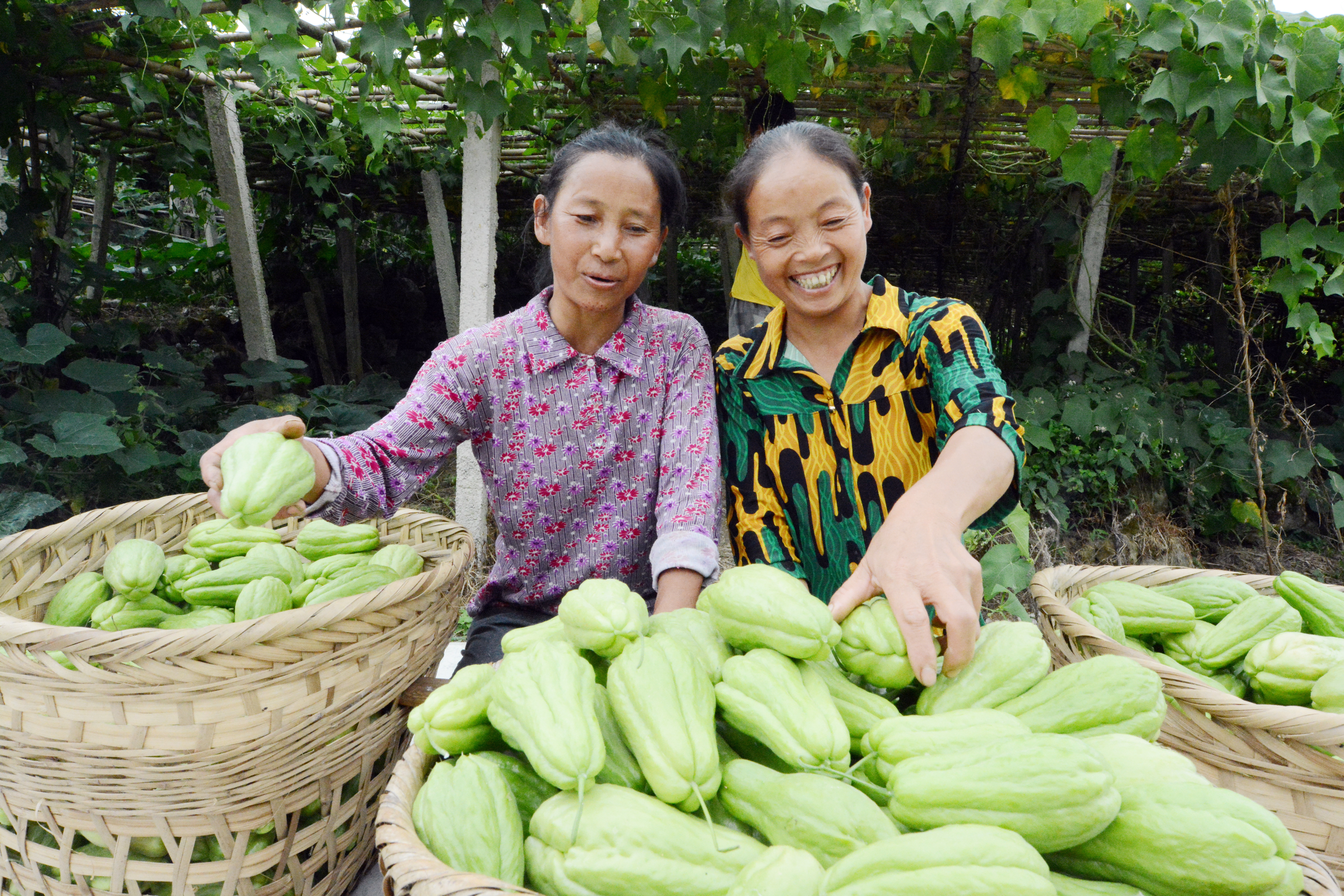 惠水县好花红镇佛手瓜产业园成为贵州省最大佛手瓜种植基地。刘伟拍摄 惠水县好花红镇佛手瓜产业园成为贵州省最大佛手瓜种植基地。刘伟拍摄
