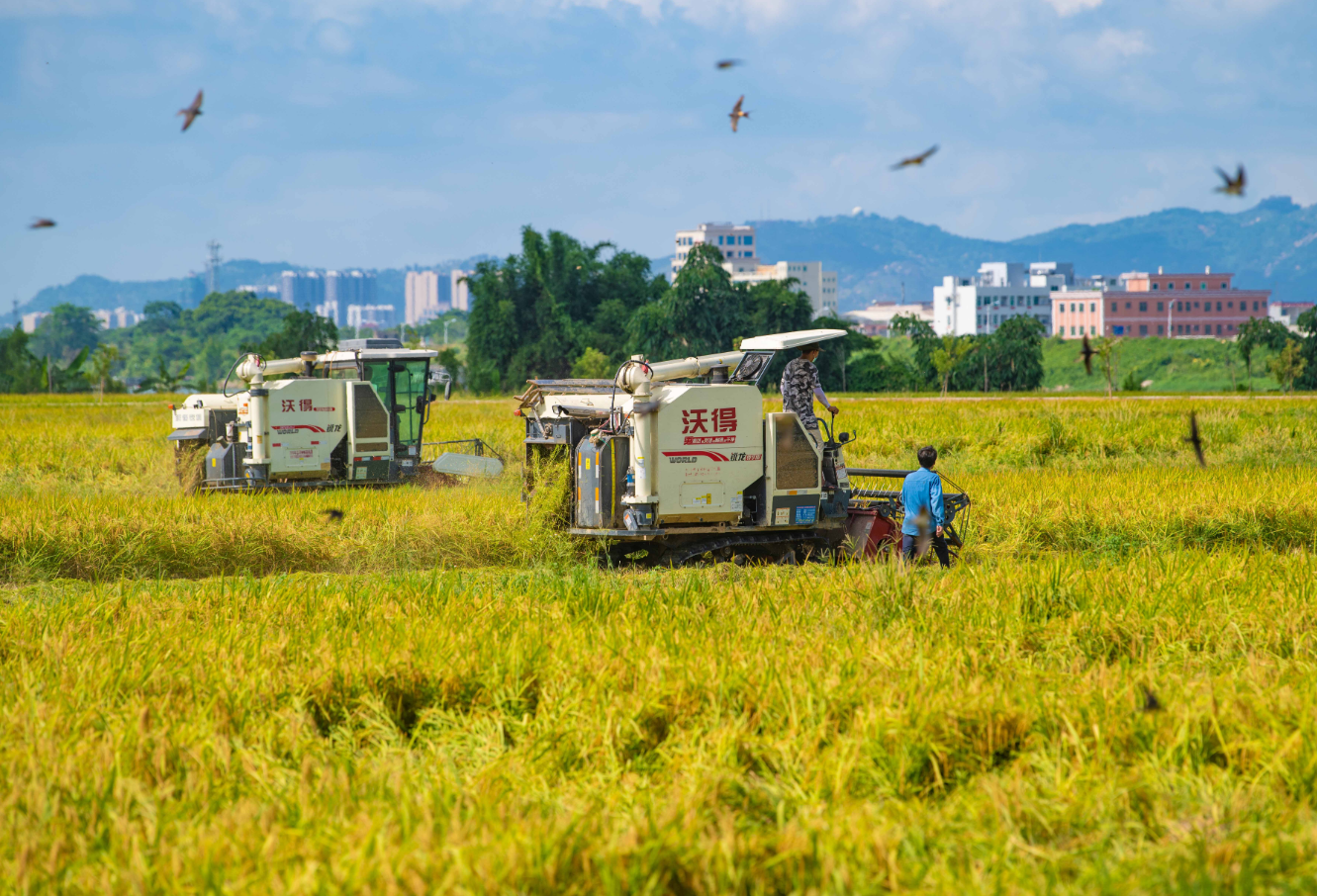 潮安区江东镇下湖村,收割机忙着收割溪东种养专业合作社500多亩水稻。肖雄 摄