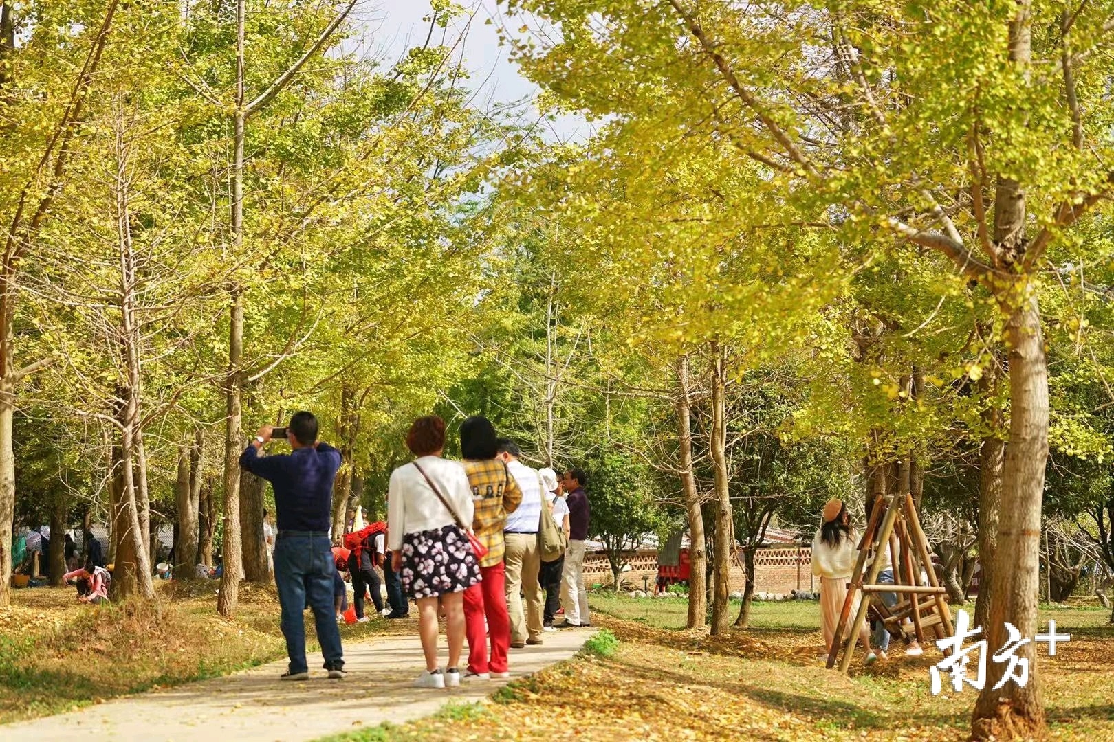 清远阳山小江镇，银杏纷纷扬扬，吸引大批游客前来观赏拍照。