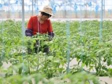 佛味鲜生走进三水白坭，看科技如何赋能果蔬种植