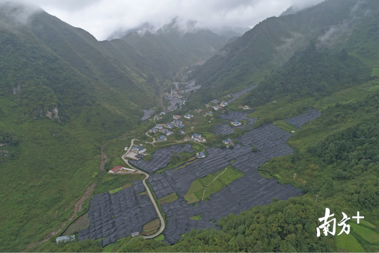 雷波县干沟村山葵种植基地。