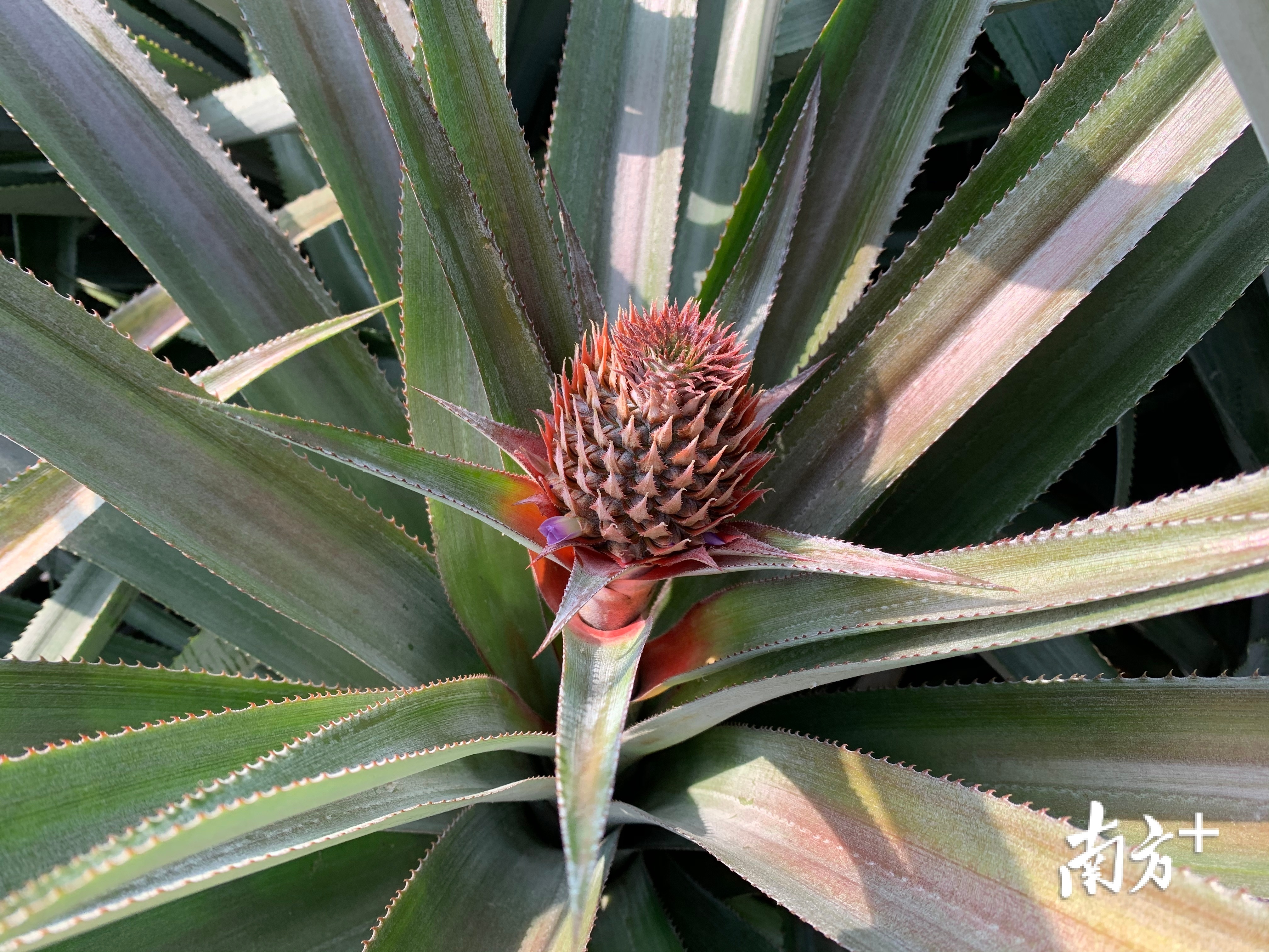 正在生长的菠萝。