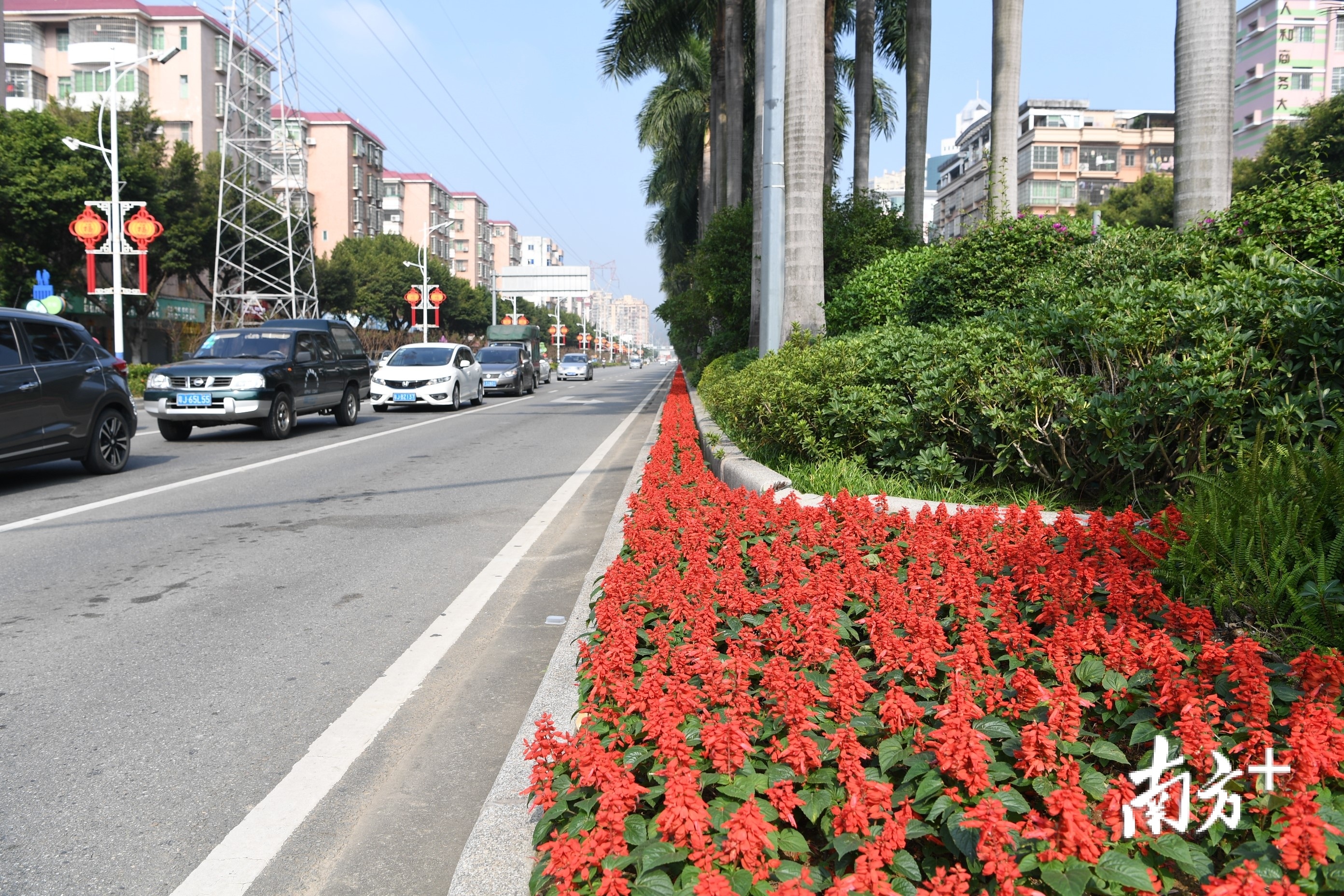 东兴大道绿化美化现场。 东兴大道绿化美化现场。