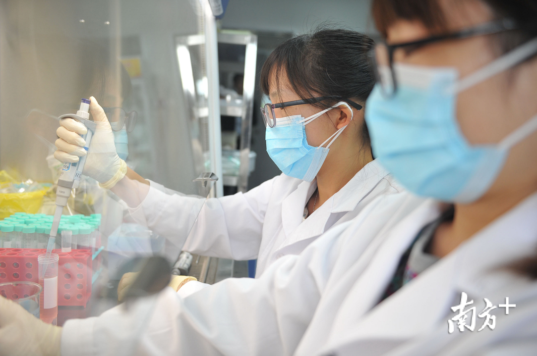 佛山一家生物医药企业的技术带头人在实验室进行研究。戴嘉信 摄