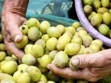 一棵树可换一台车！揭西农户凭一颗小橄榄走上脱贫奔康路