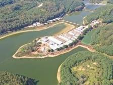 【南方日报】做好“六稳”“六保”，高州今年底生猪存栏将恢复到75万头