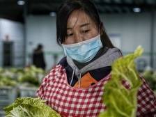 粤滇扶贫协作 | 补链造链，广东助力千万昭通农特产品出山