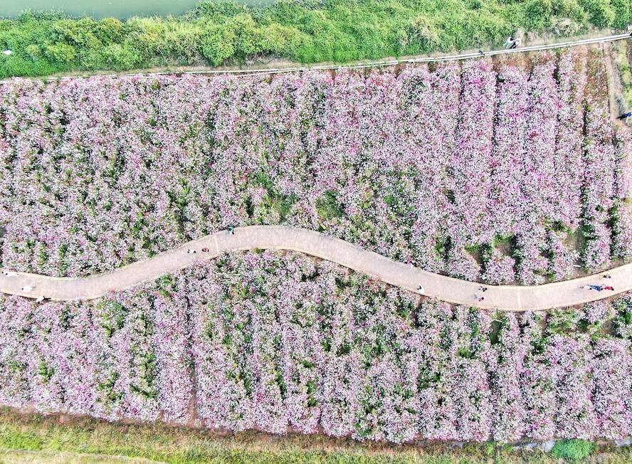 《花海》 郭顺珍 摄