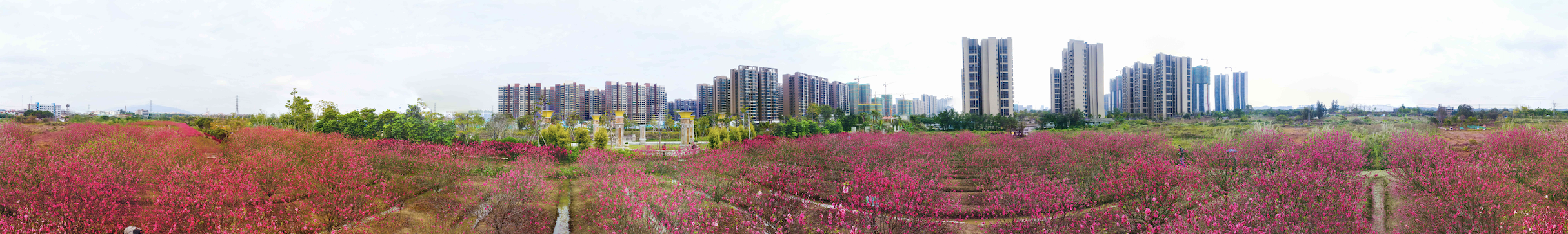 《在那桃花盛开的地方》 卢冠东 摄