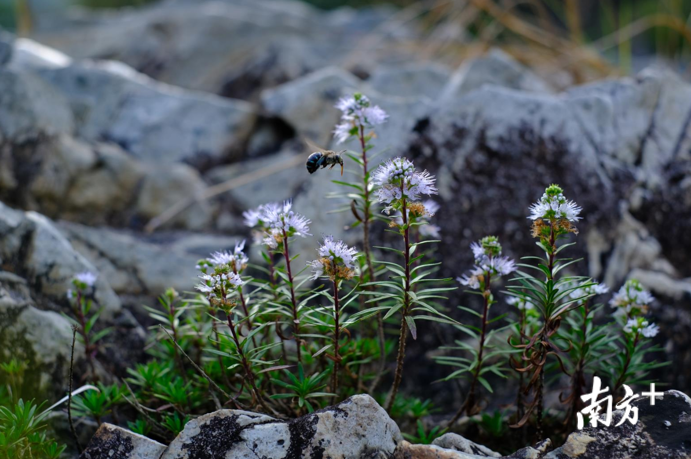 潮州莸生长在流水山石之间。丁剑鸿 摄