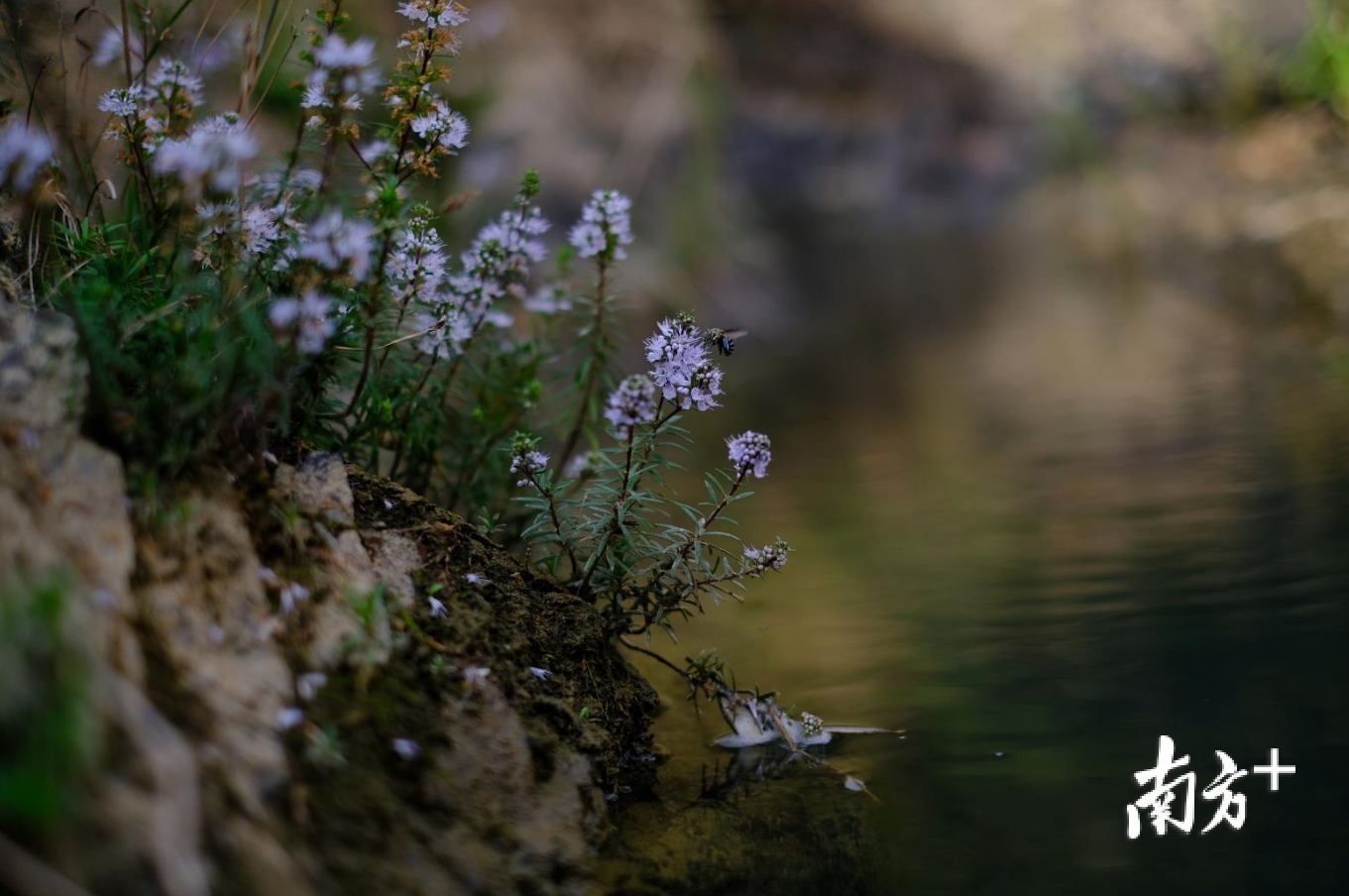 潮州莸及其生长环境。丁剑鸿 摄