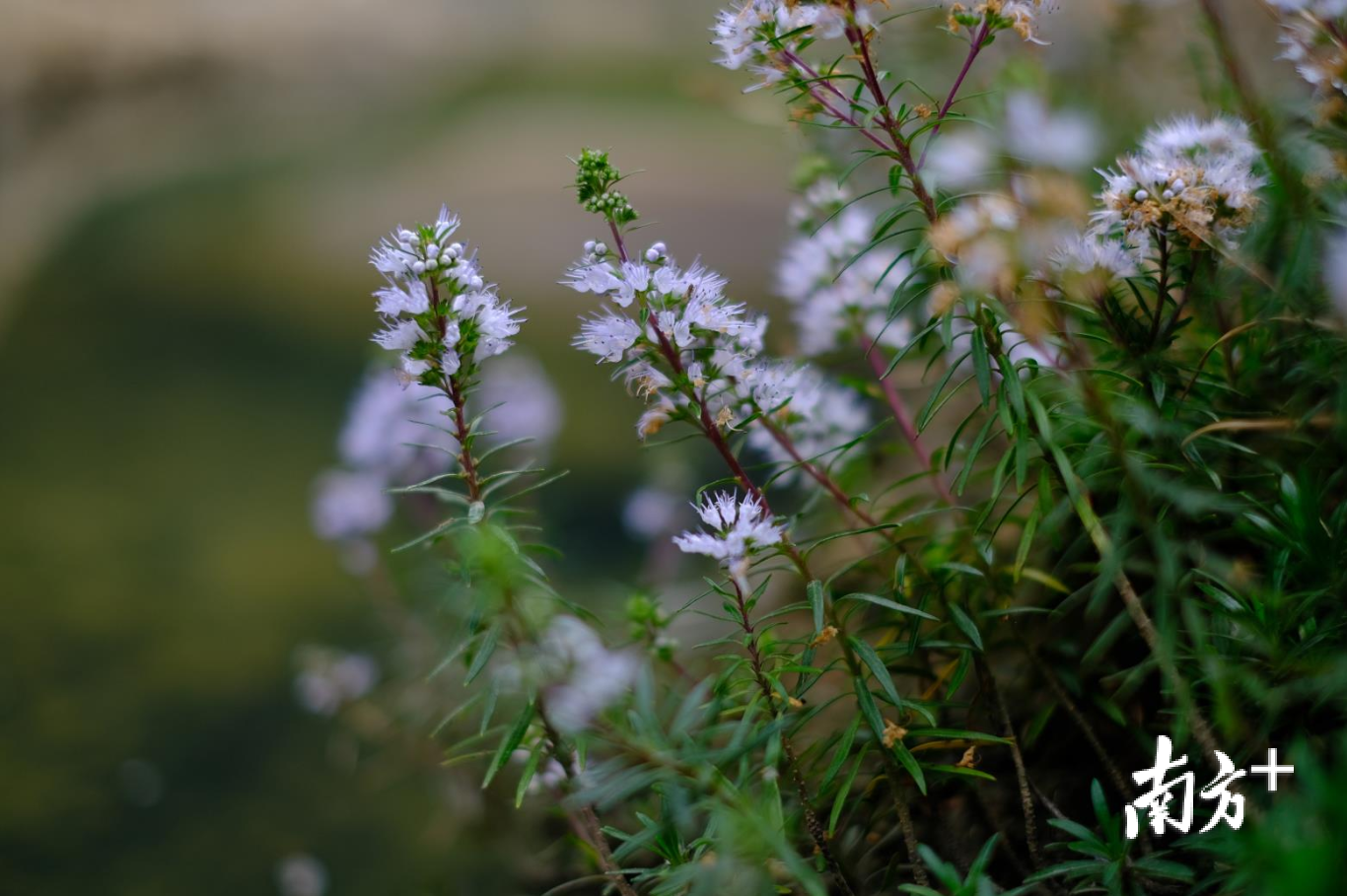 潮州莸。丁剑鸿 摄