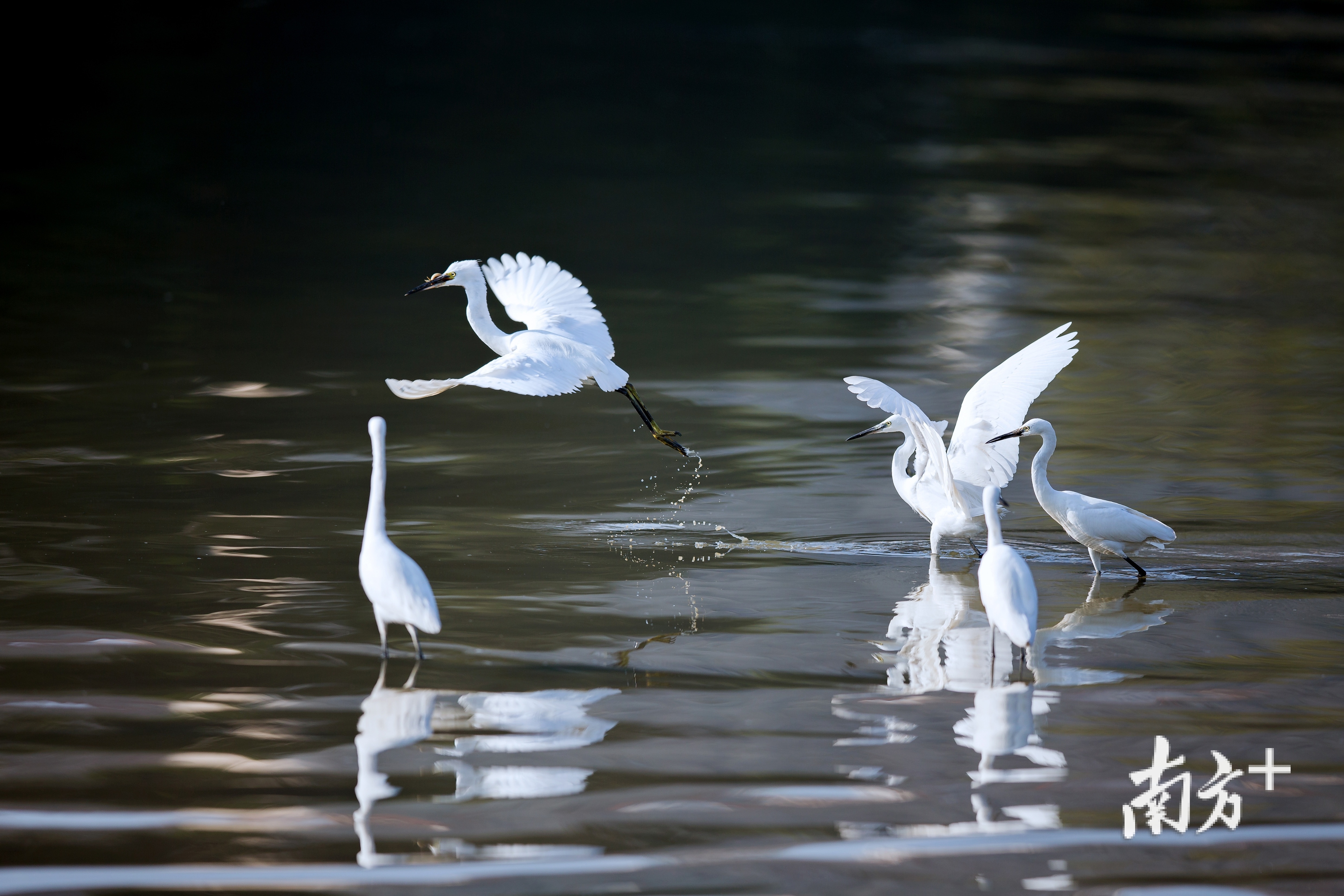 鱼潜鸟翔,追逐嬉戏,构成一幅生机勃勃的美丽画卷。