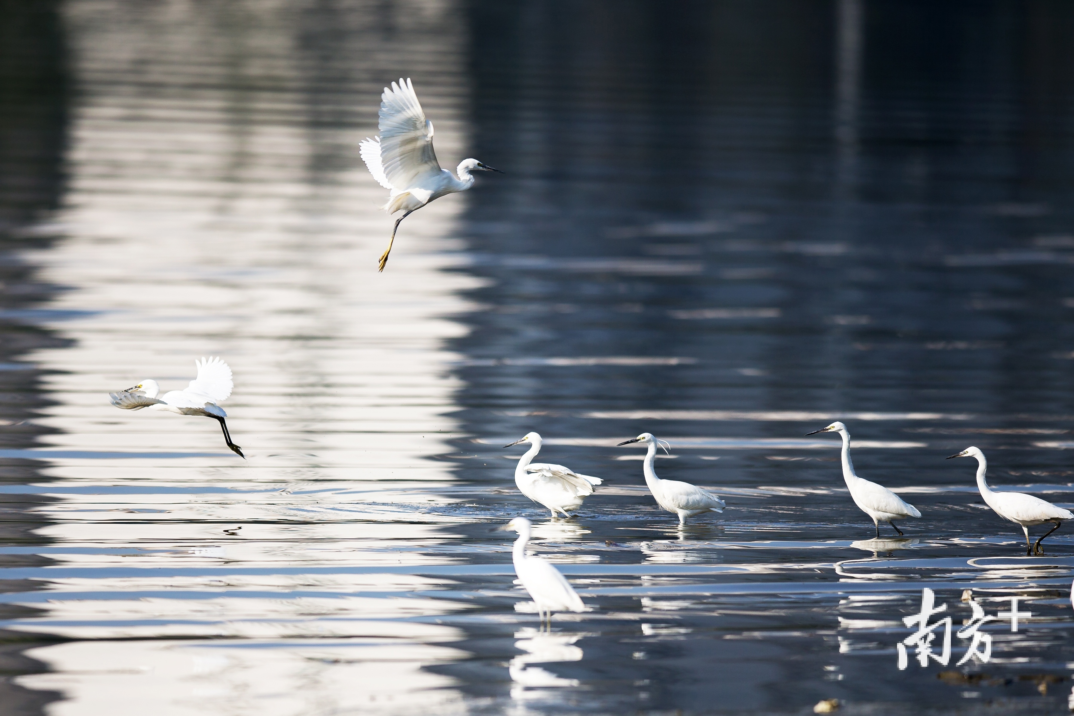 生态环境好,白鹭最知道。