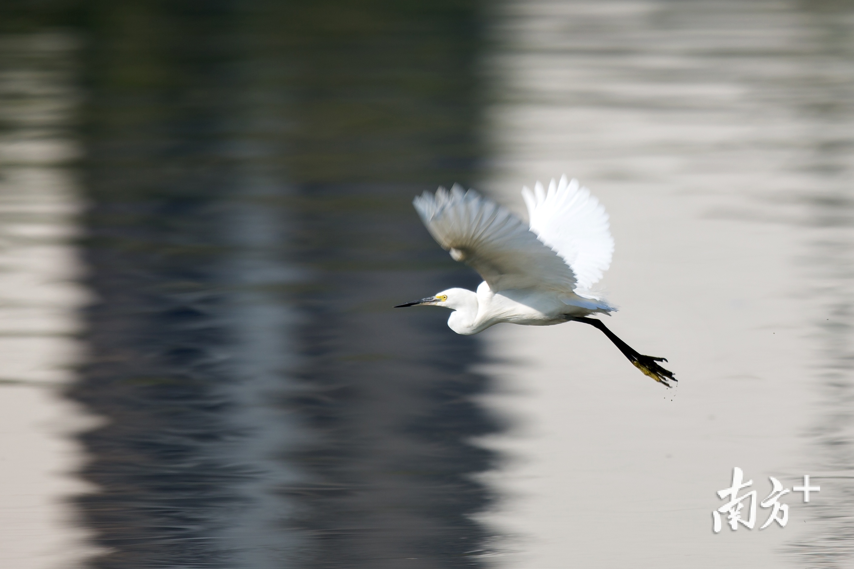 通体雪白的鹭鸟在江面盘旋。