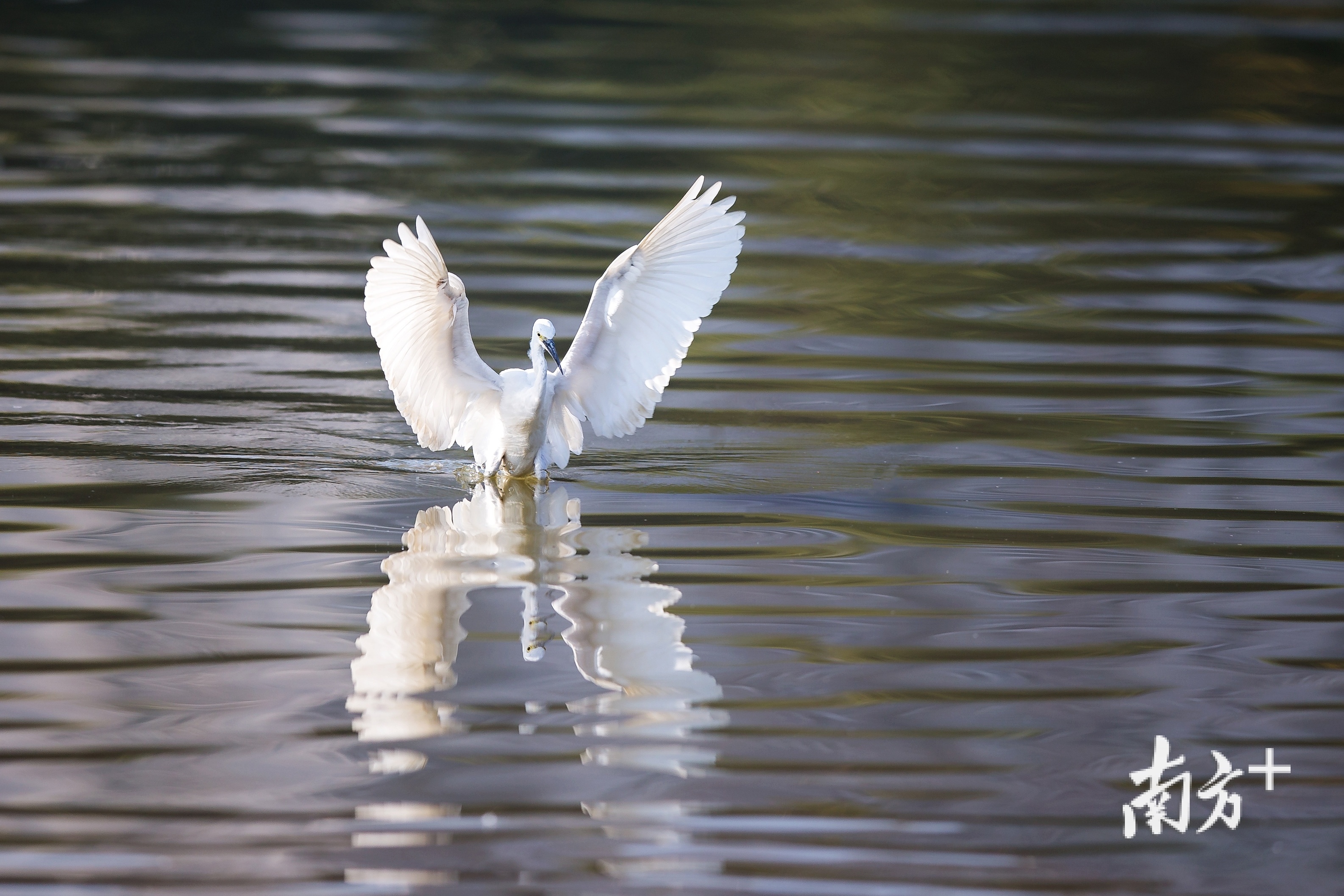 一展漂亮的身姿。