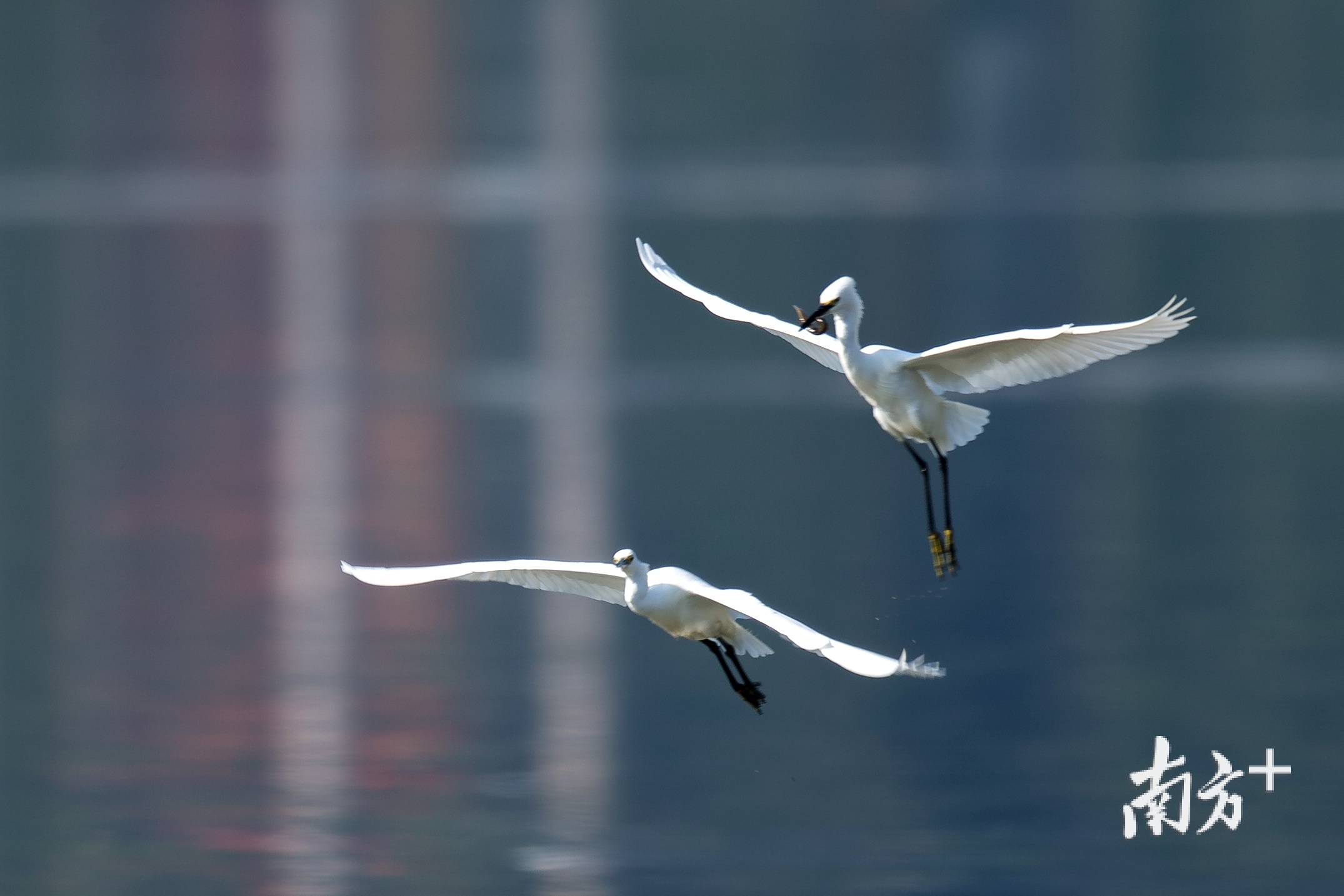 或是比翼双飞。