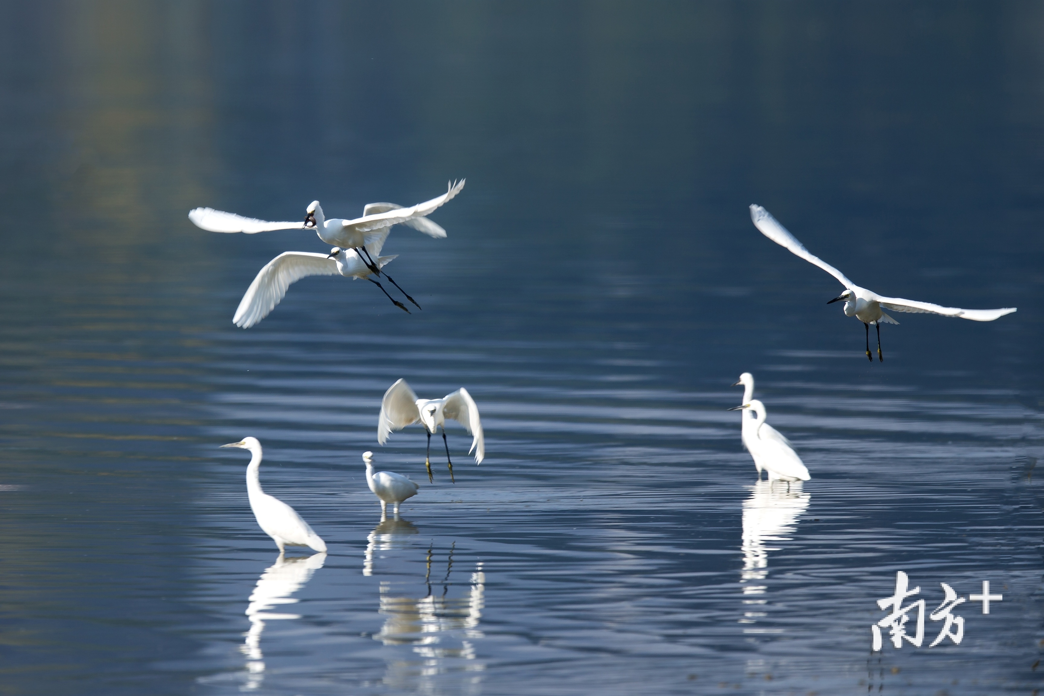 鹭鸟为冬日增添丝丝灵动。
