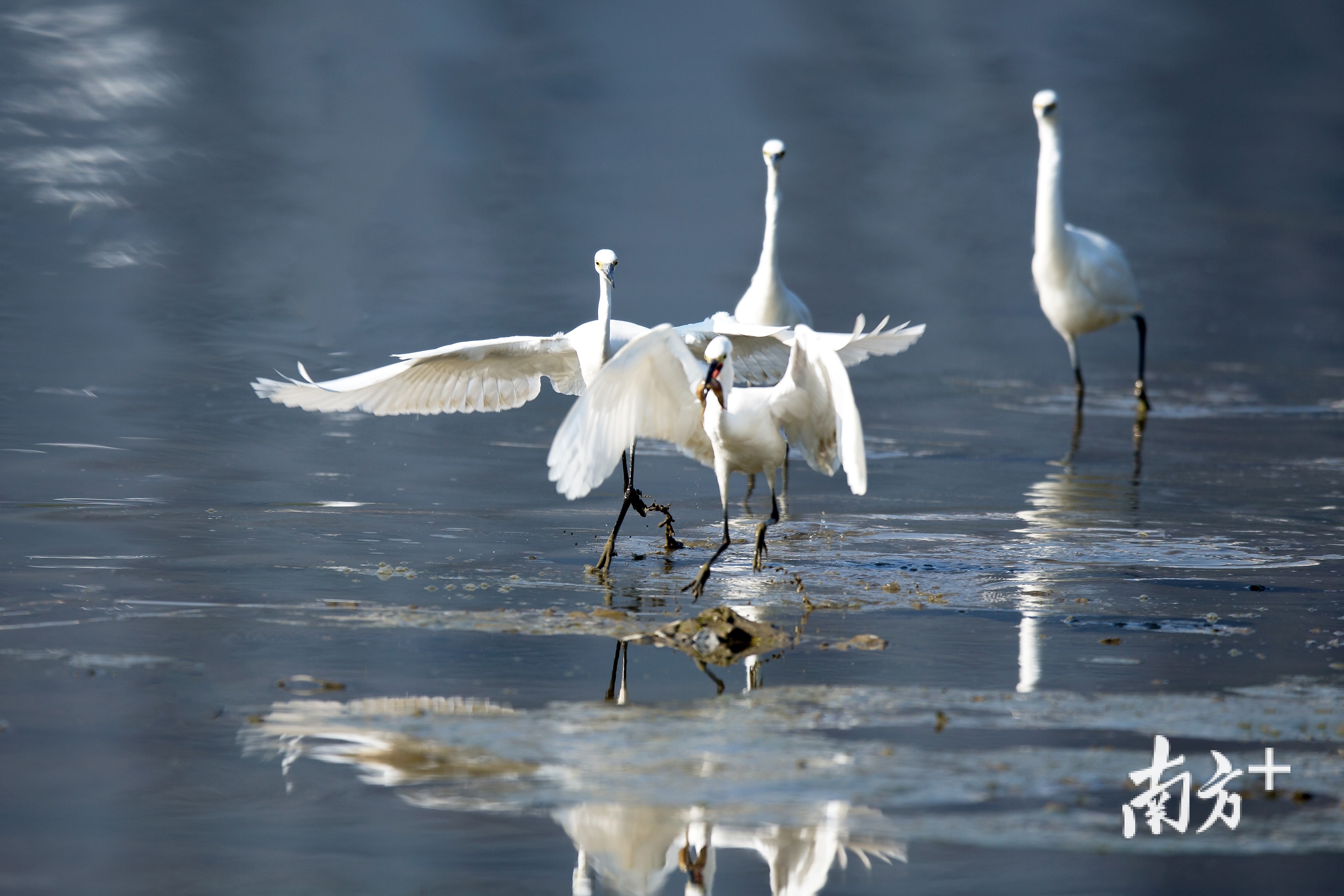 白鹭是十分珍稀的鸟类之一,没有被污染的绿色生态圈,才有可能成为它们的家园。
