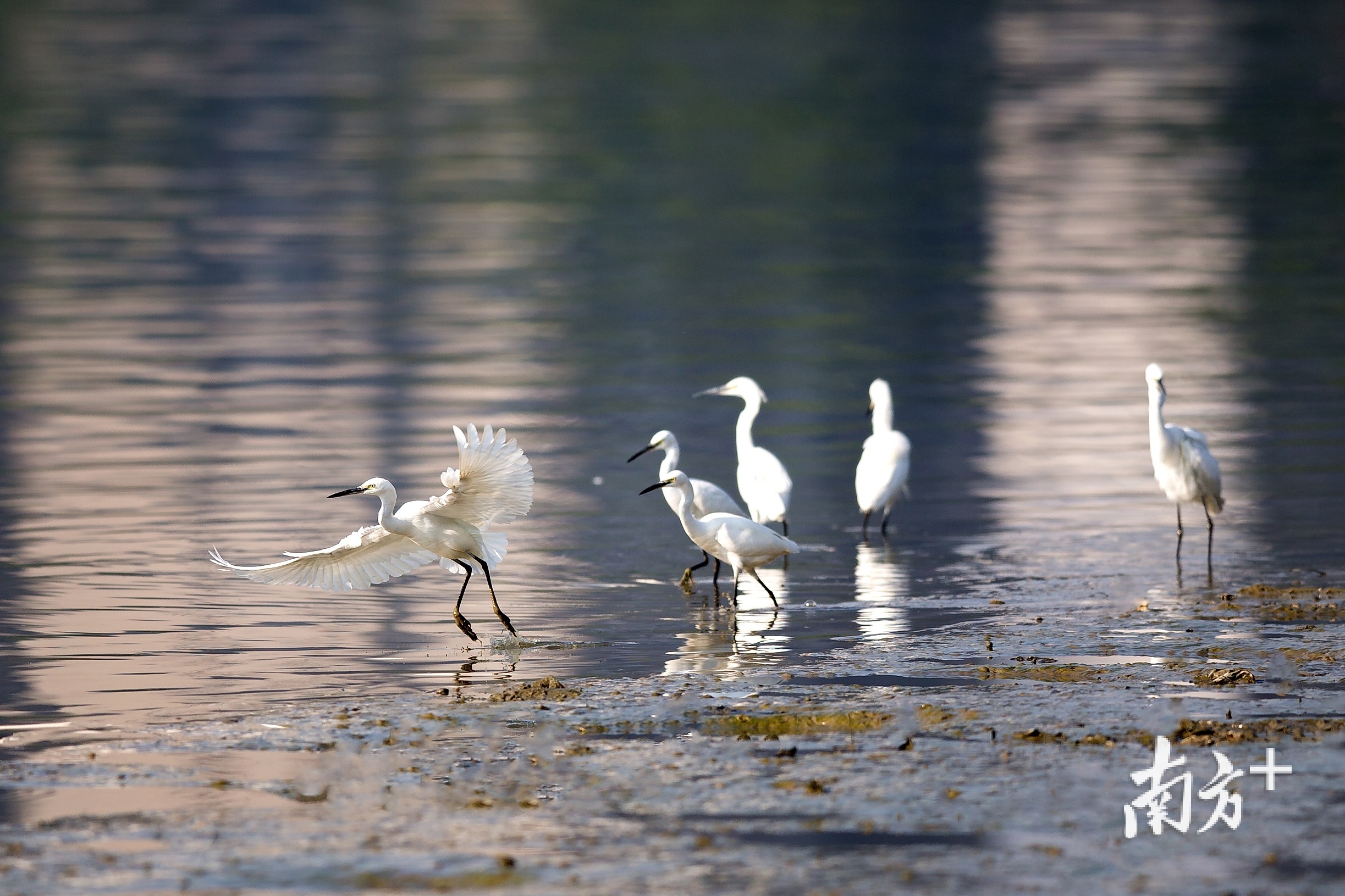 成群的鹭鸟,漫步休栖。