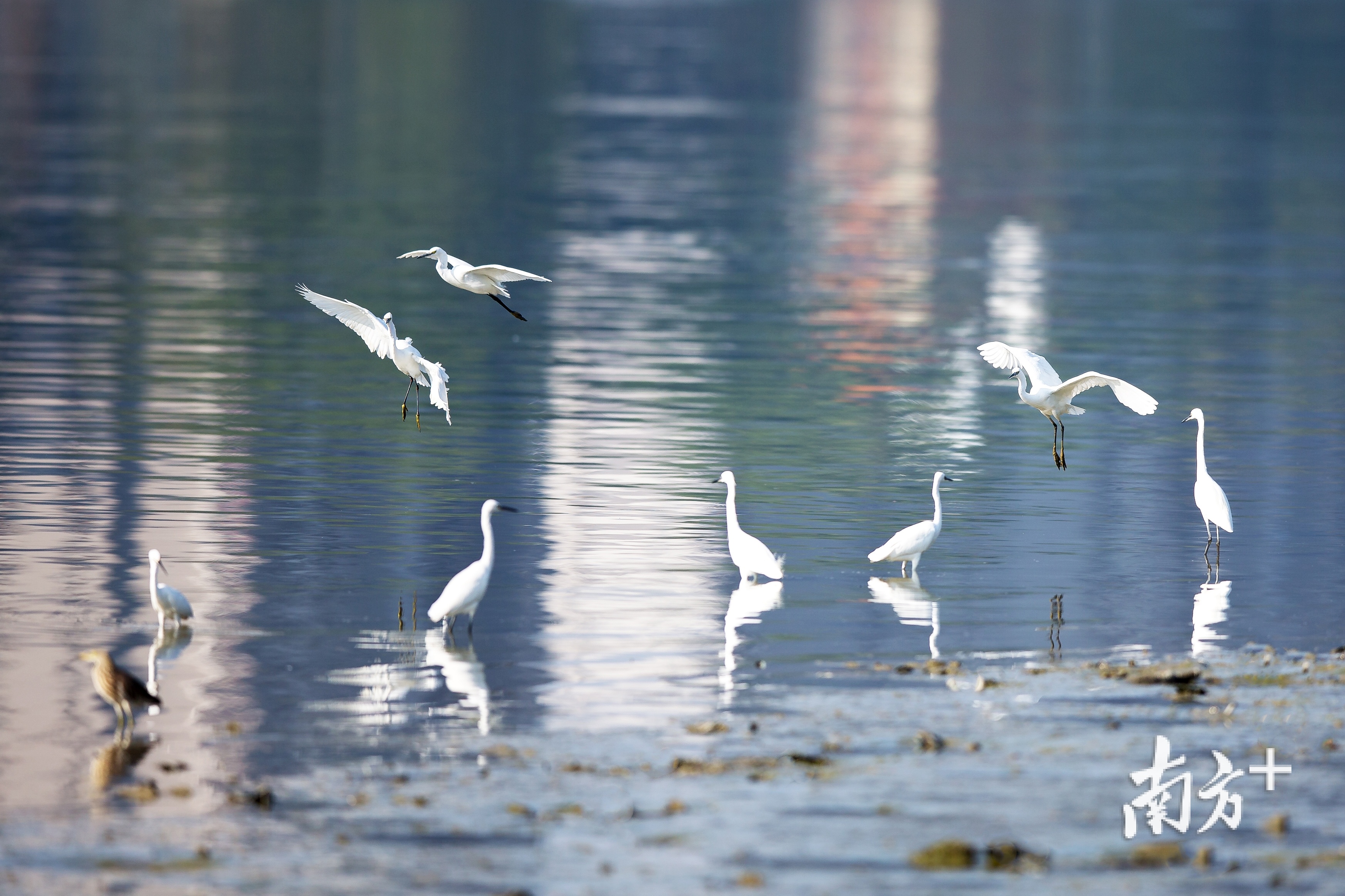 榕江北河成为白鹭的栖息地。