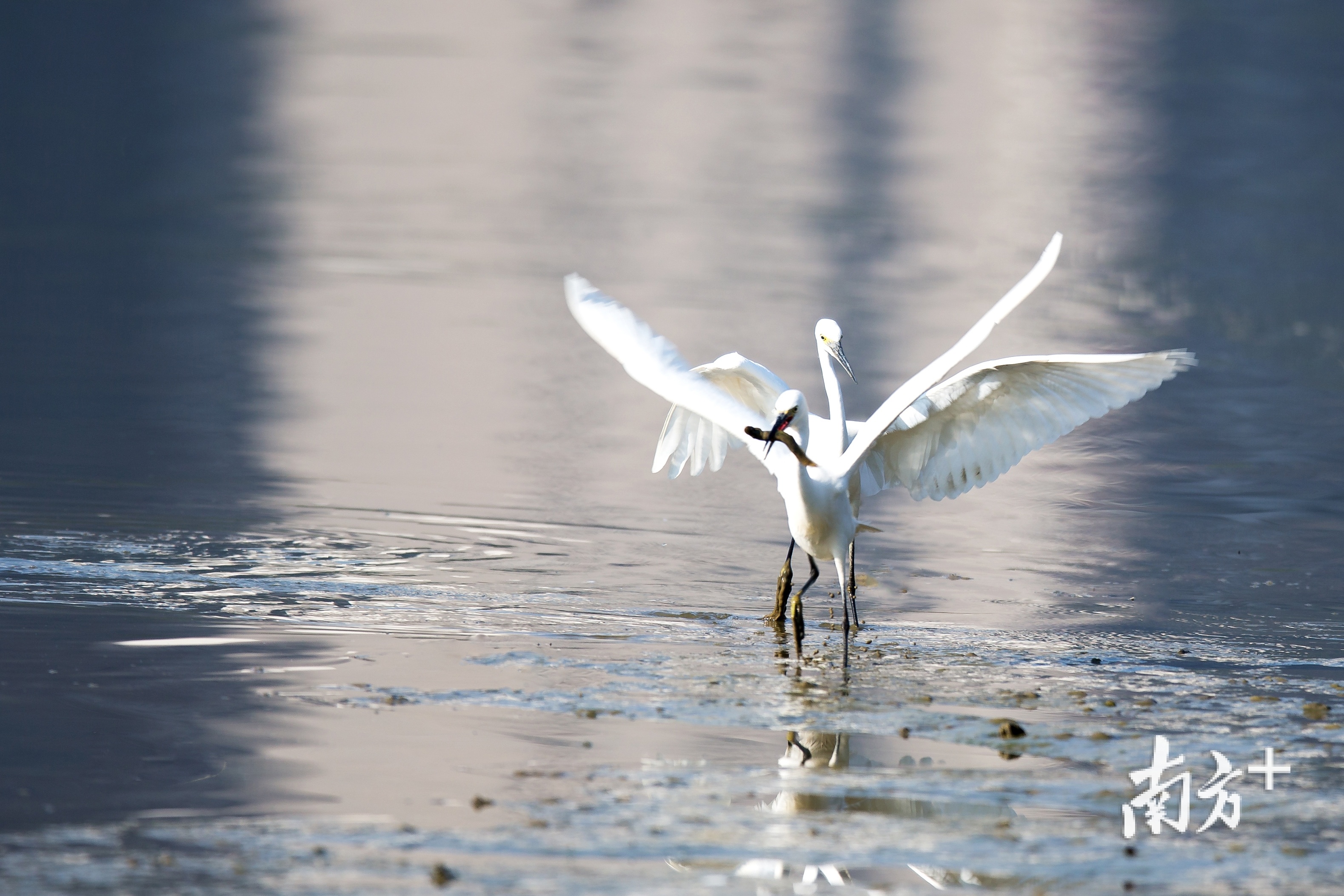 飞往涂滩觅食。