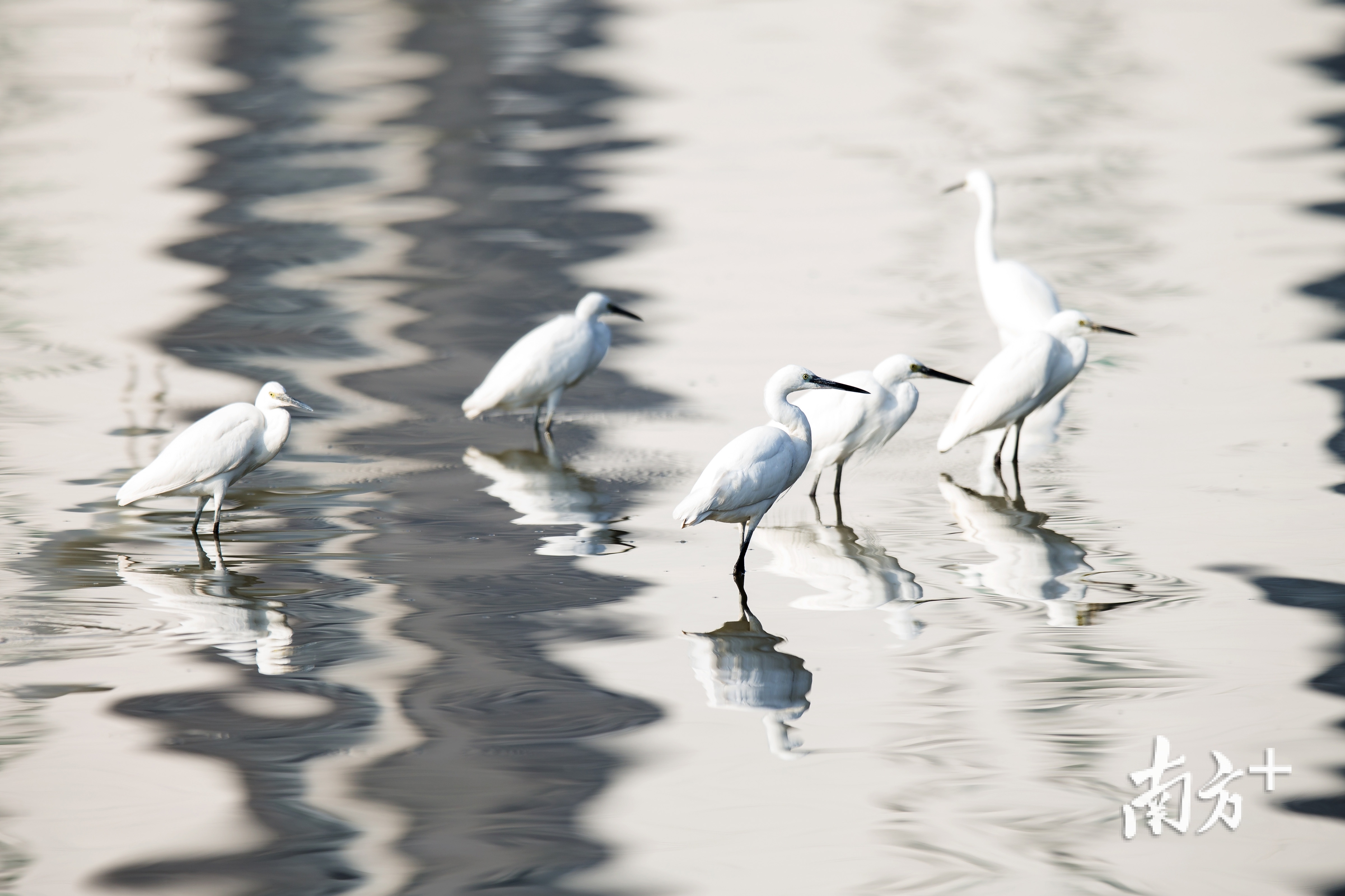 白鹭与水波相衬映,充满诗意。 白鹭与水波相衬映,充满诗意。