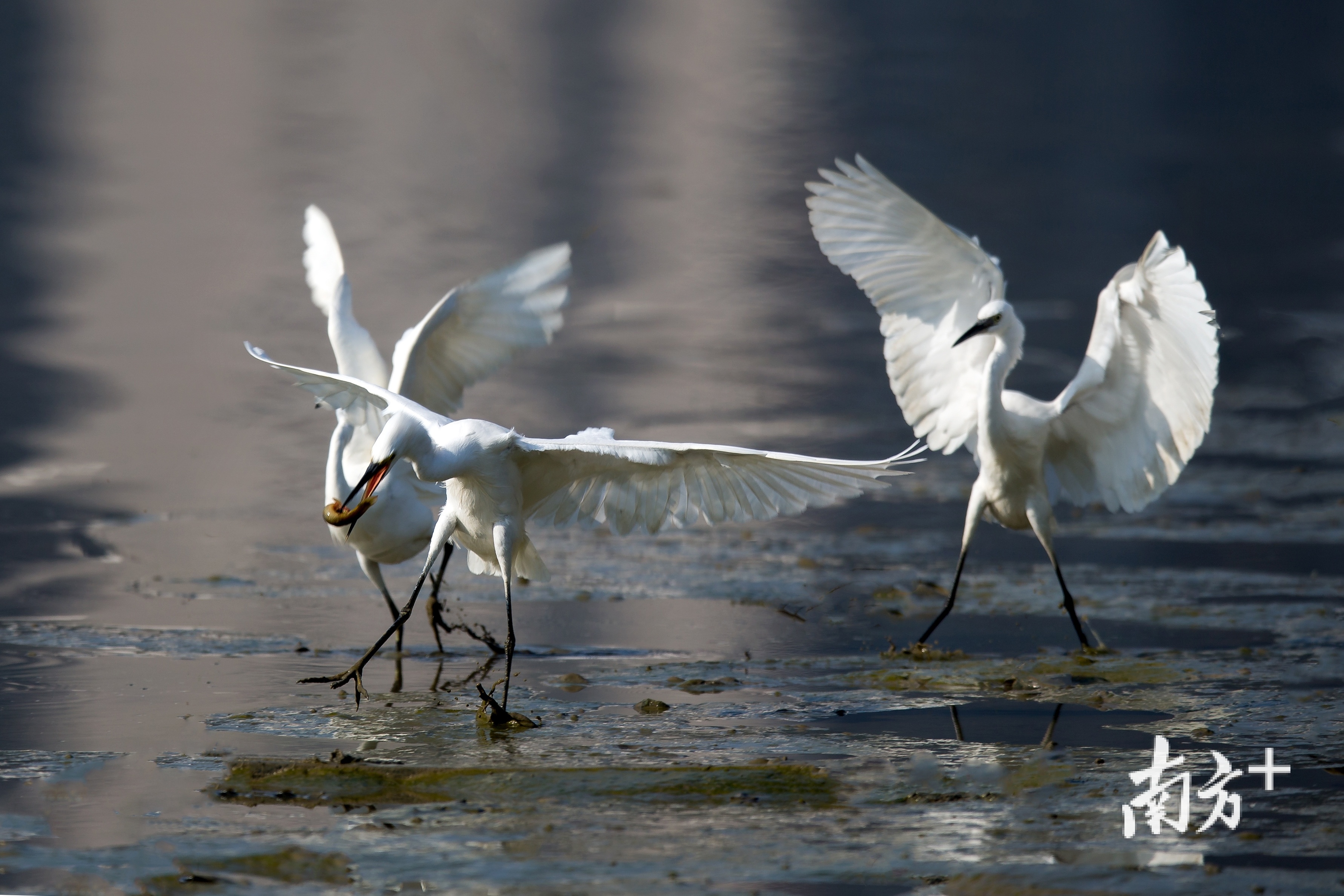 白色的精灵嬉戏打闹。