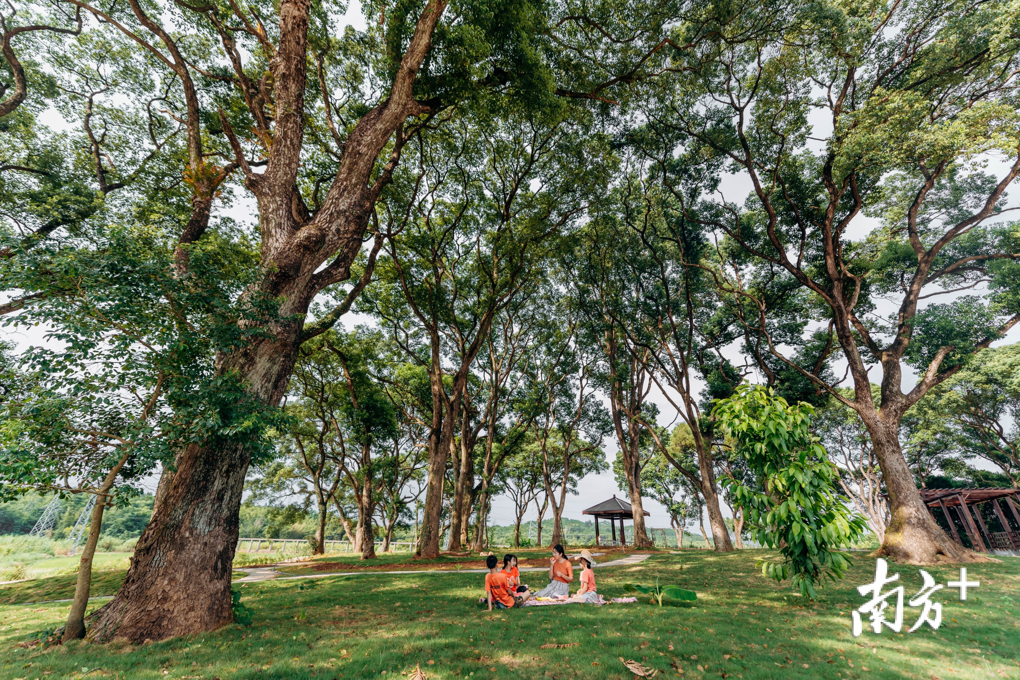 樟林下的童乐 刘昆摄 樟林下的童乐 刘昆摄
