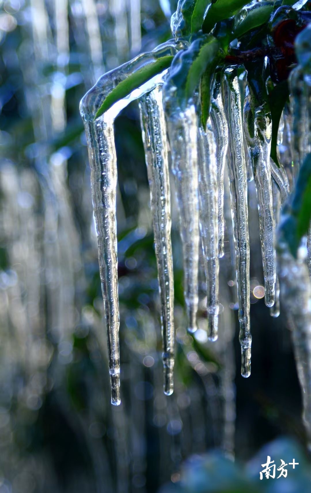难得一见的冰挂。林奕波 摄