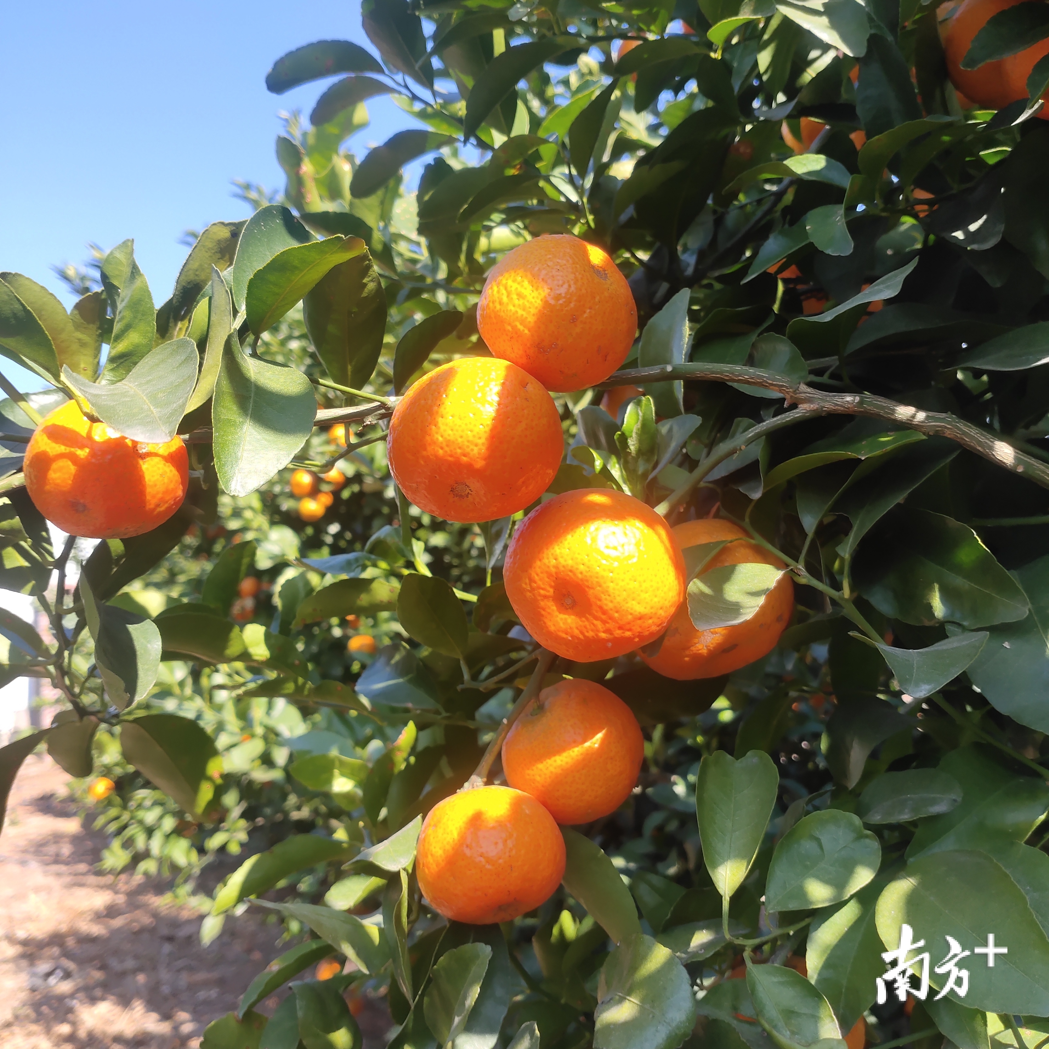 广铁广段橘子图片